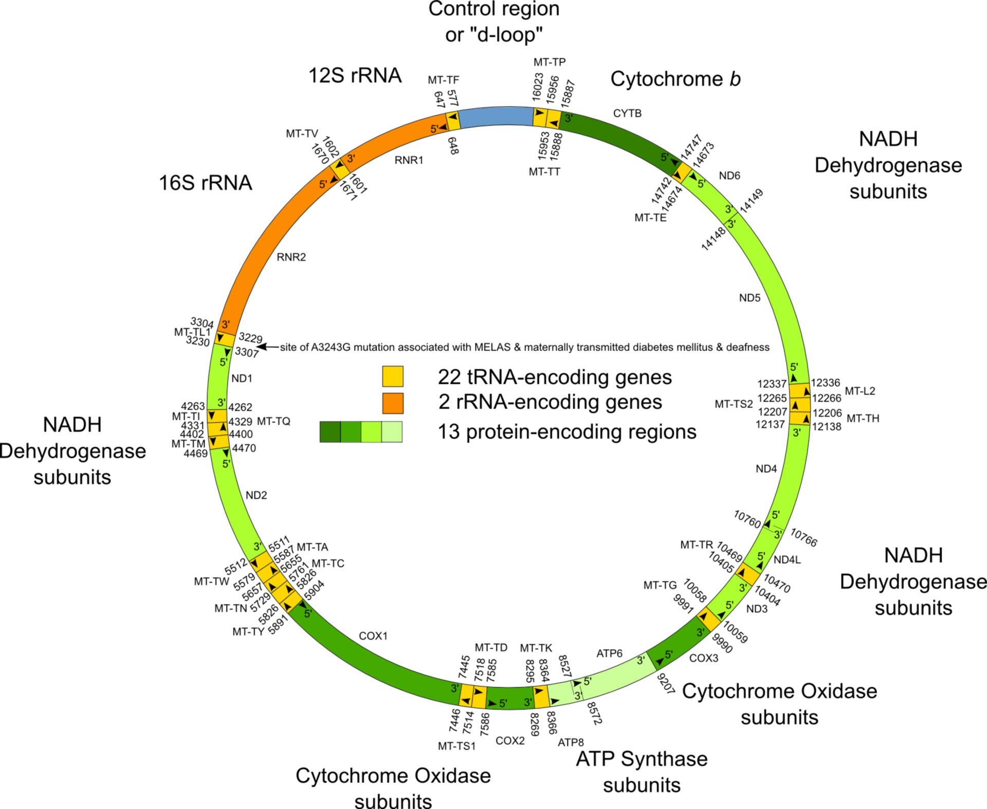 DNA eines menschlichen Mitochondriums