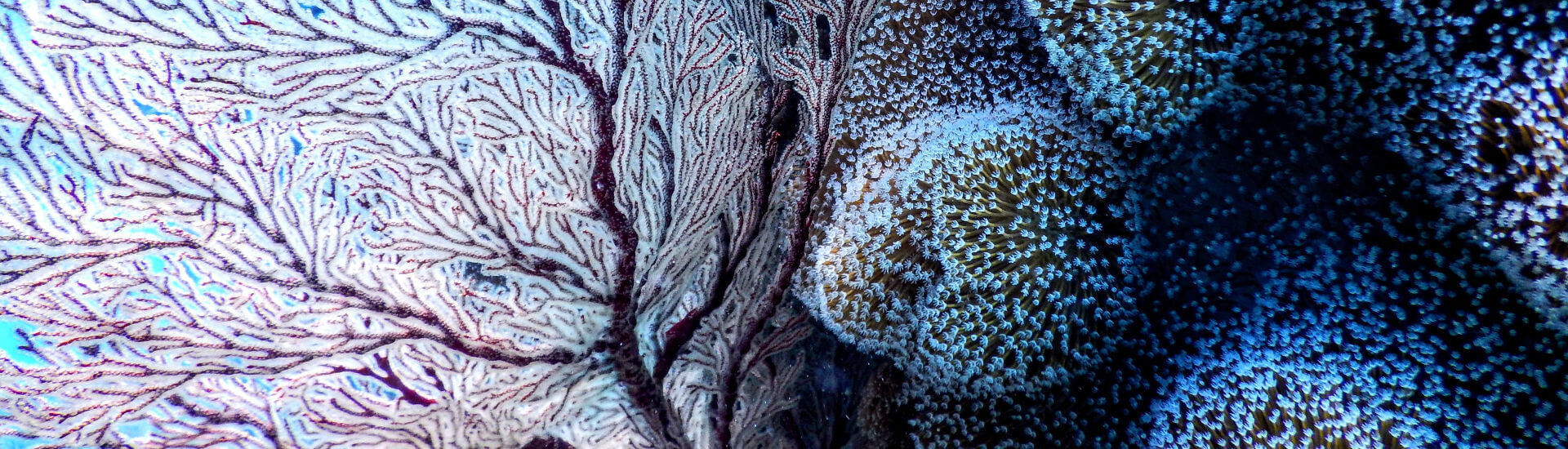 Immunzellen: Arbeitsteilung im Gehirn - DocCheck