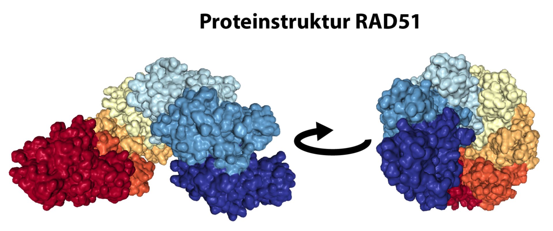 Proteinstruktur RAD51
