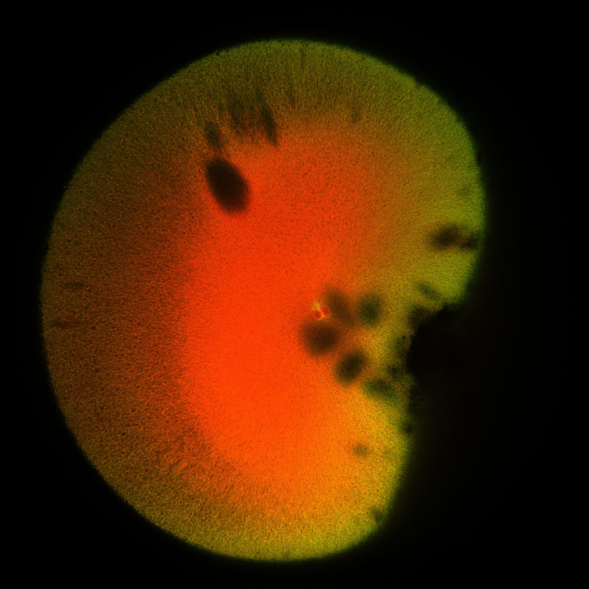 Xenopus laevis (DNA) - CIL:36514