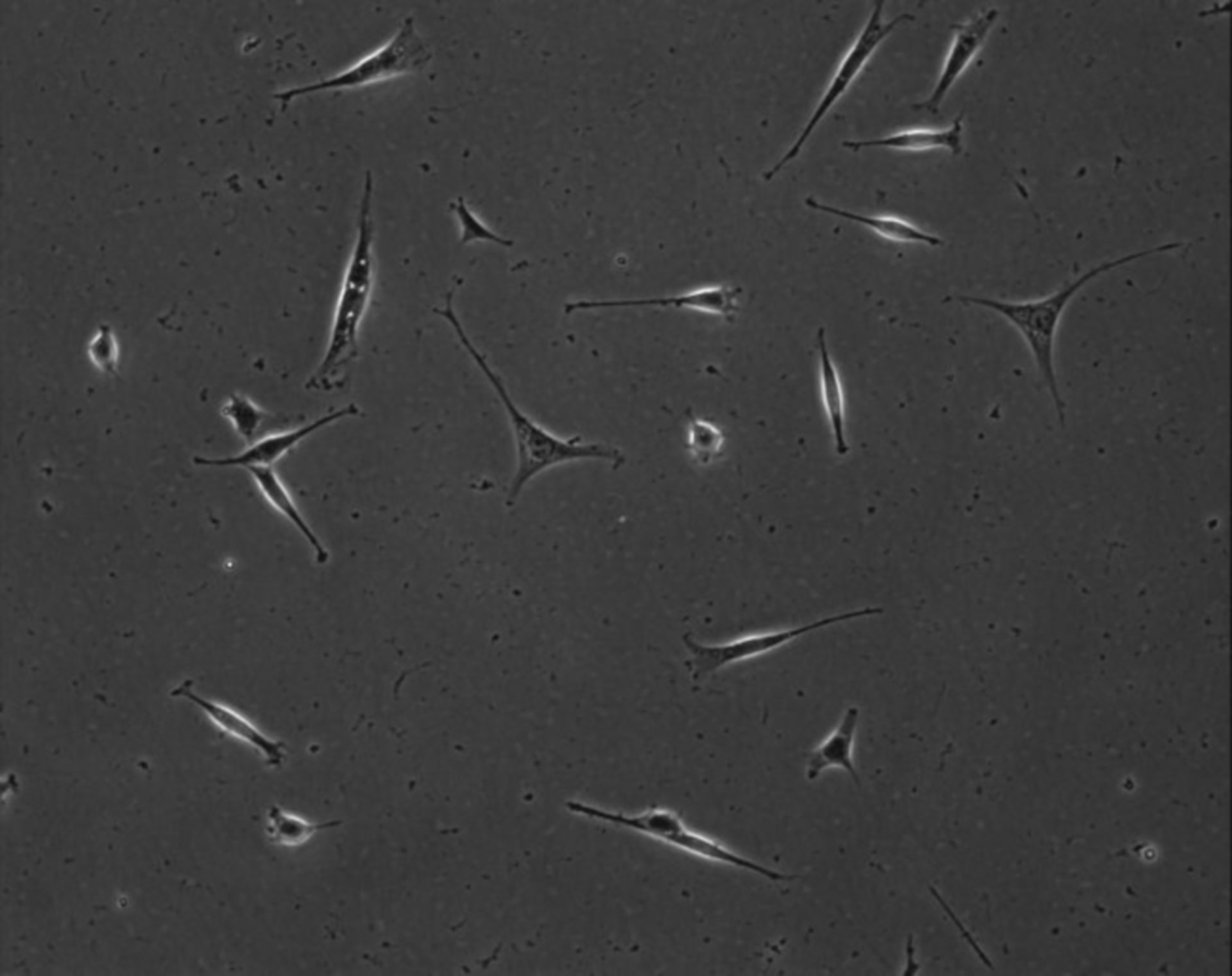 Mus musculus (Extracellular matrix part) - CIL:8854