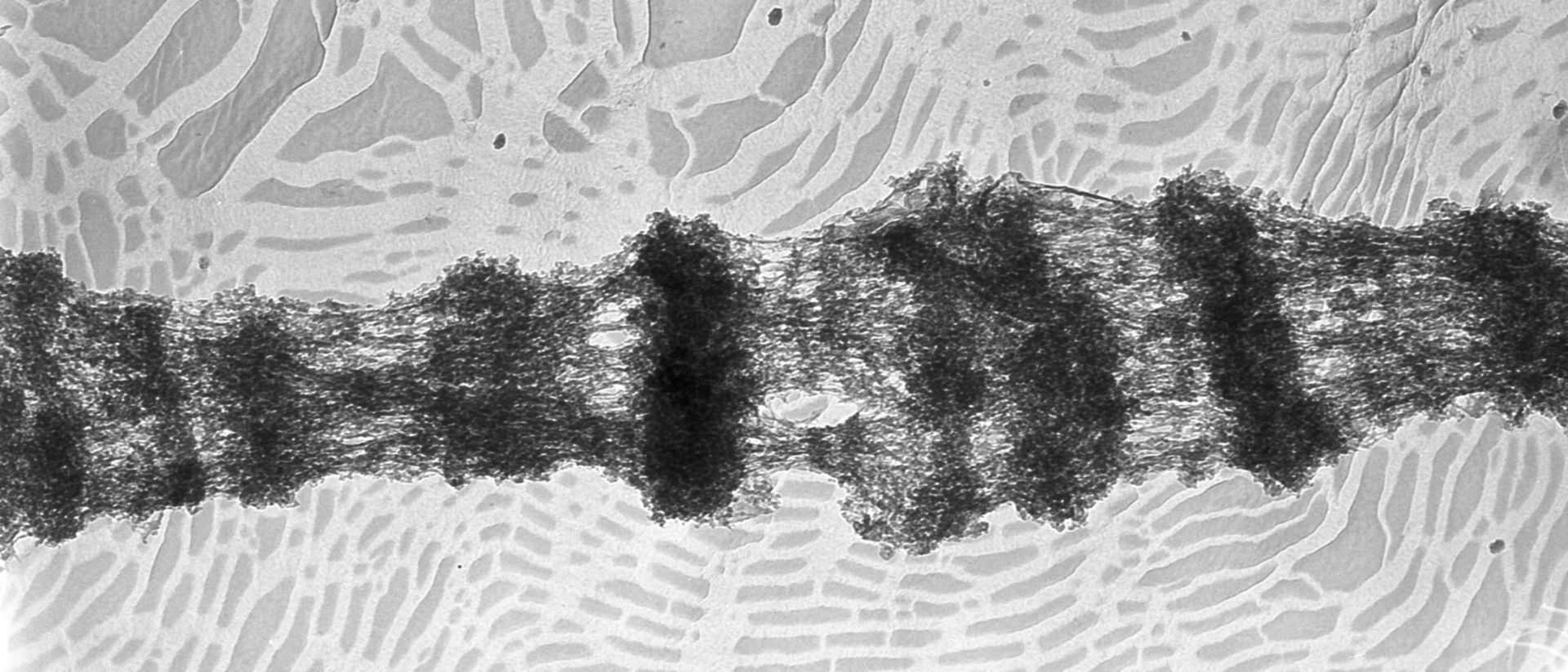 Drosophila melanogaster (Polytene chromosome) - CIL:25317