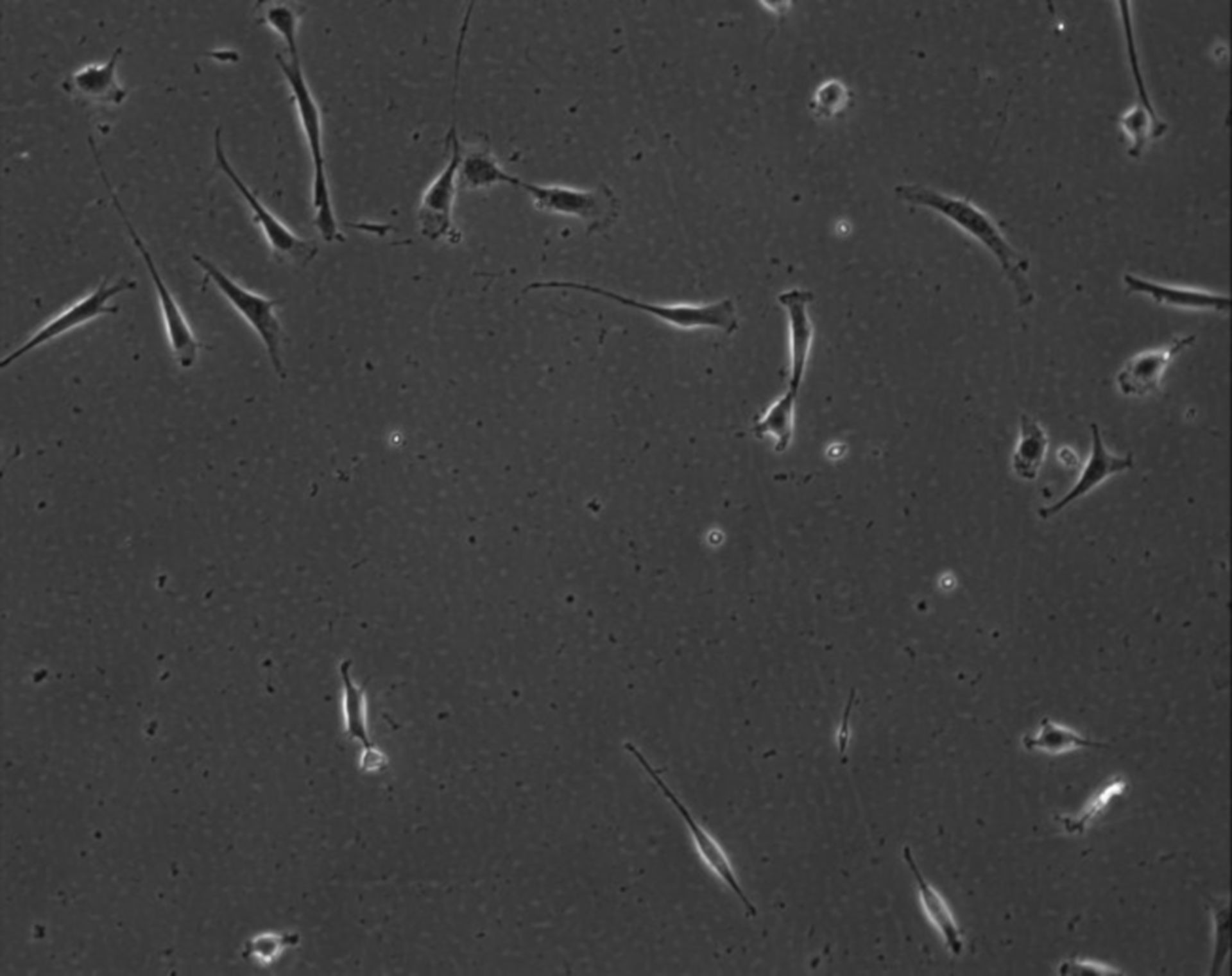 Mus musculus (Extracellular matrix part) - CIL:8968