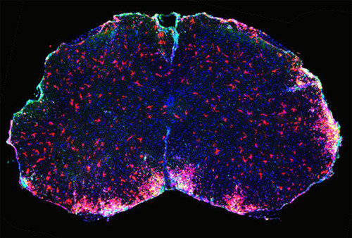 Ausschnitt des Rückenmarks von Mäusen unter dem Fluoreszenzmikroskop: DMF wirkt auf die hier rot markierten Immunzellen, deren Aktivität die Schäden an den Nervenzellen verursacht (blau: Zellkerne). © MPI f. Herz- und Lungenforschung