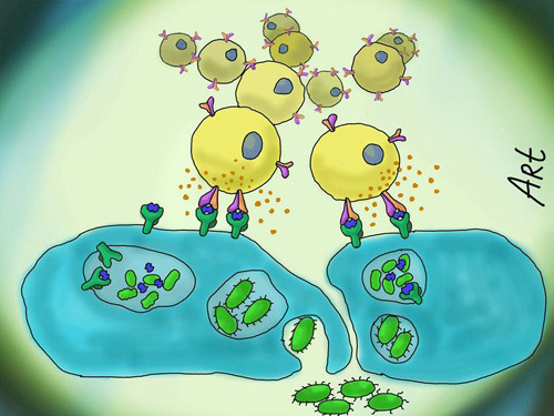 MAIT-Zellen (gelb) erkennen Stoffwechselprodukte von Bakterien und schütten Zytokinen (orange Punkte) aus, die eine wichtige Rolle bei der Steuerung der antimikrobiellen Immunantwort spielen. Illustration: Universität Basel/Artem Kalinichenko