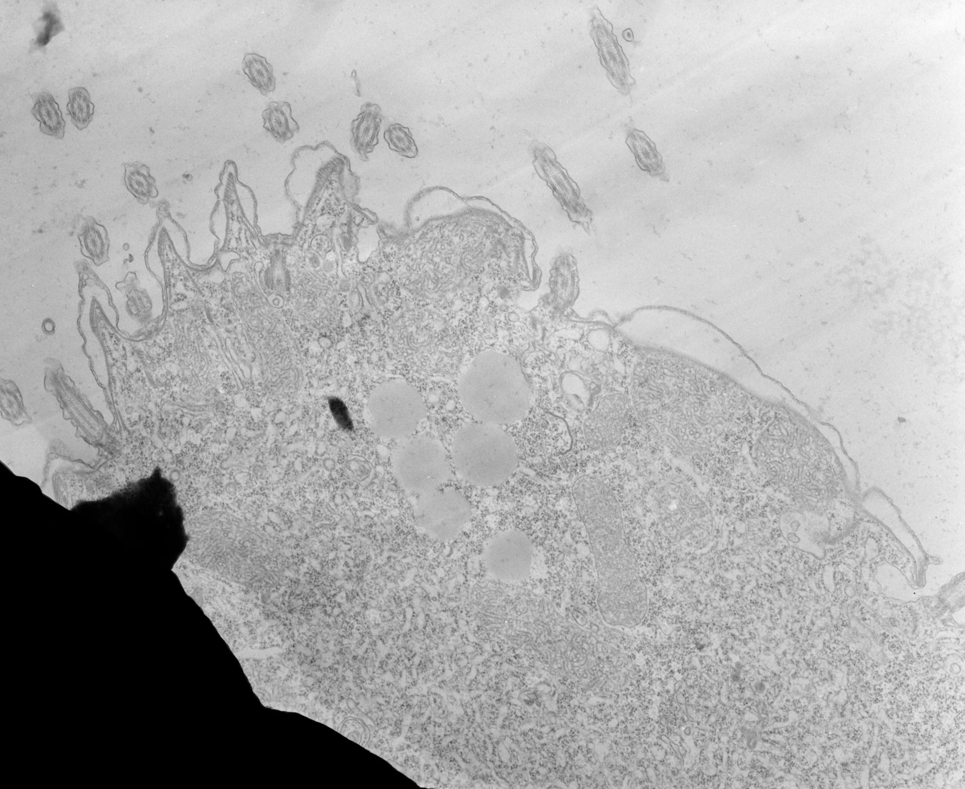 Tetrahymena pyriformis (Plasma membrane) - CIL:34741