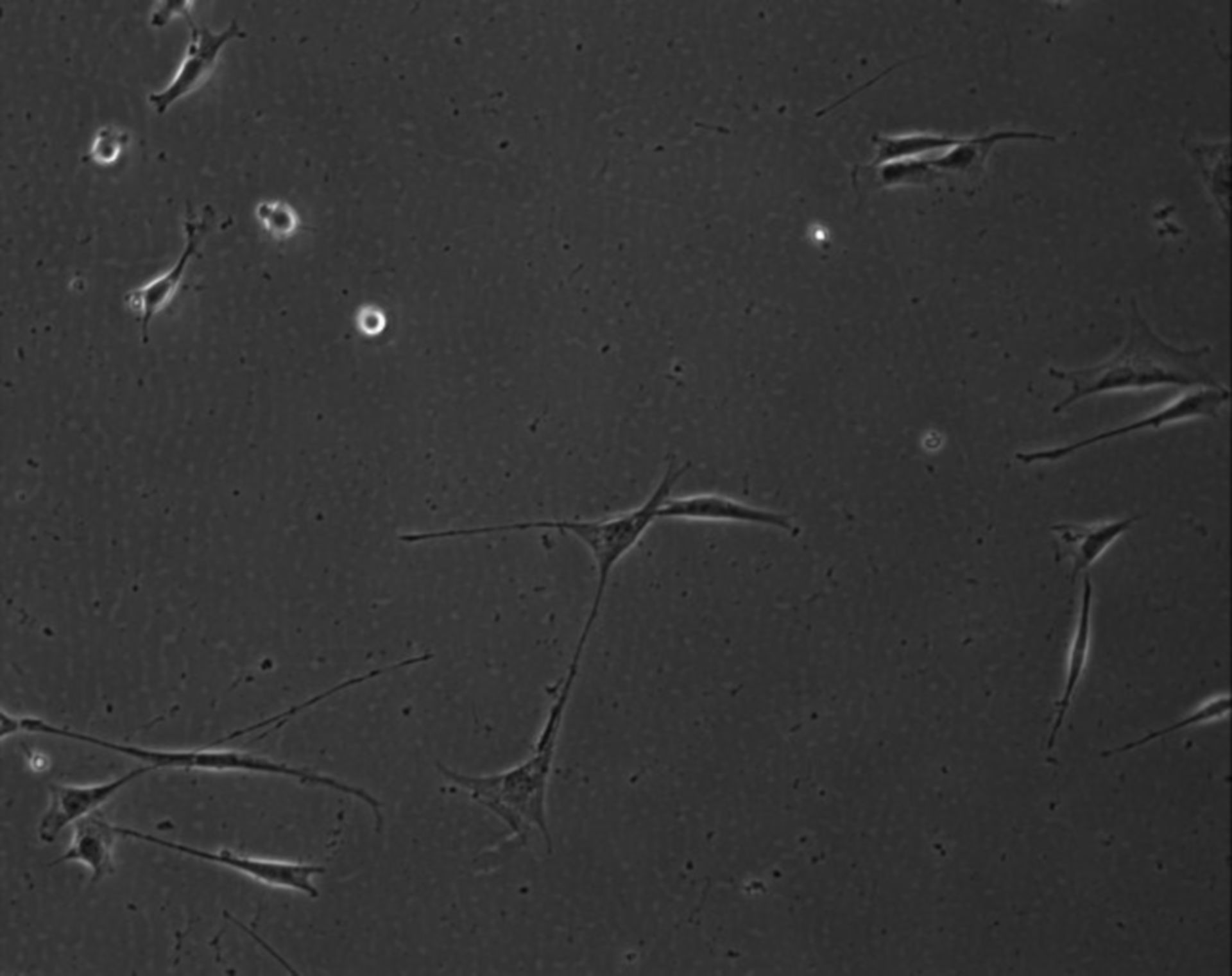 Mus musculus (Extracellular matrix part) - CIL:9011