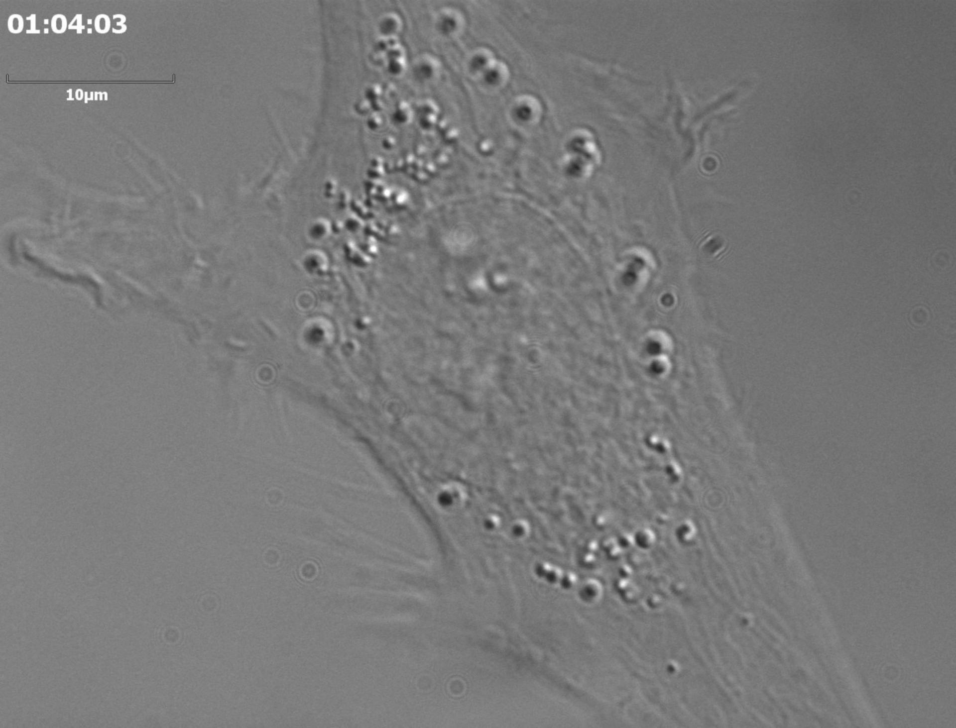 Homo sapiens (Retinal pigment epithelium) - CIL:31932