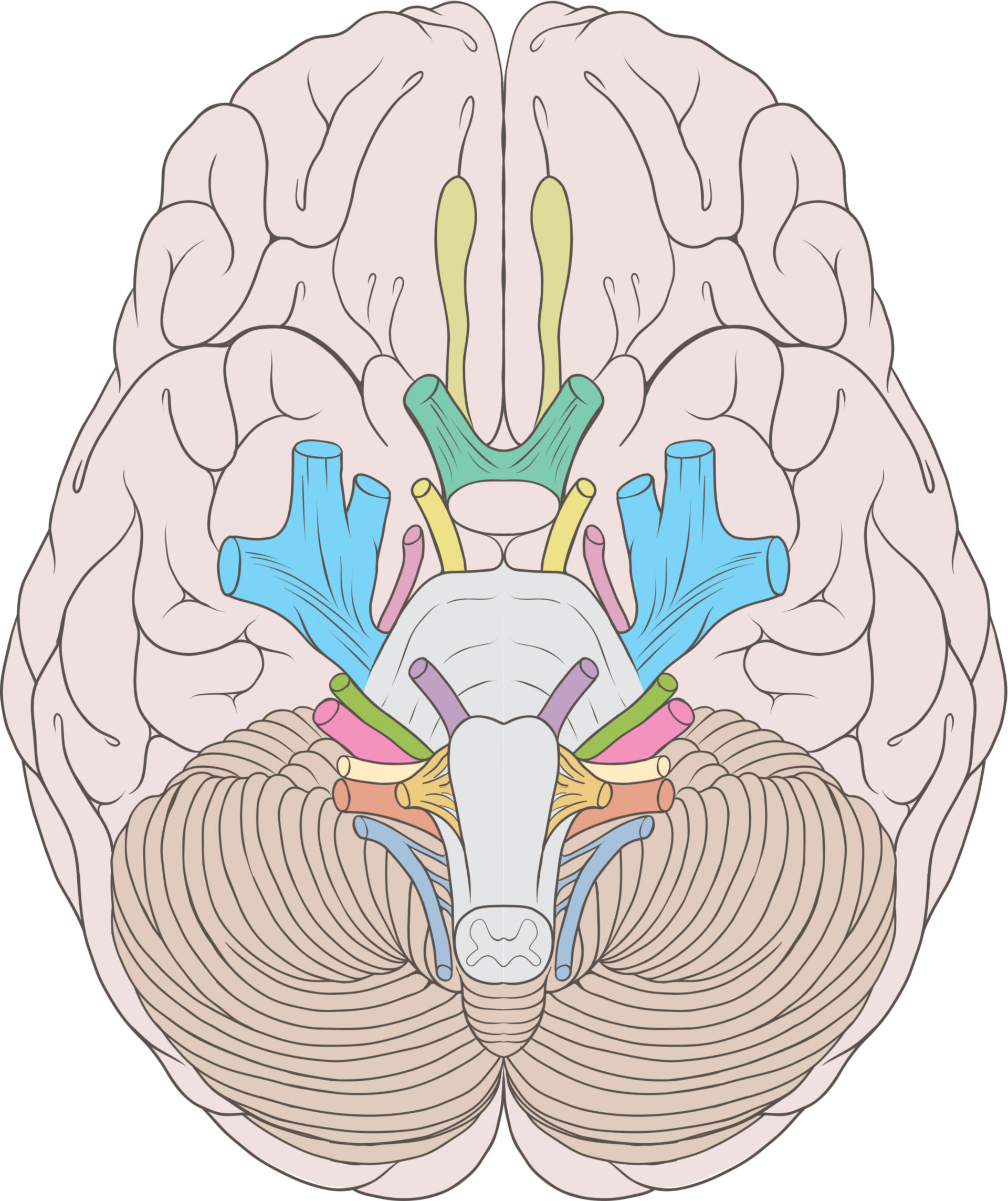 Nervios cerebrales (esquema)