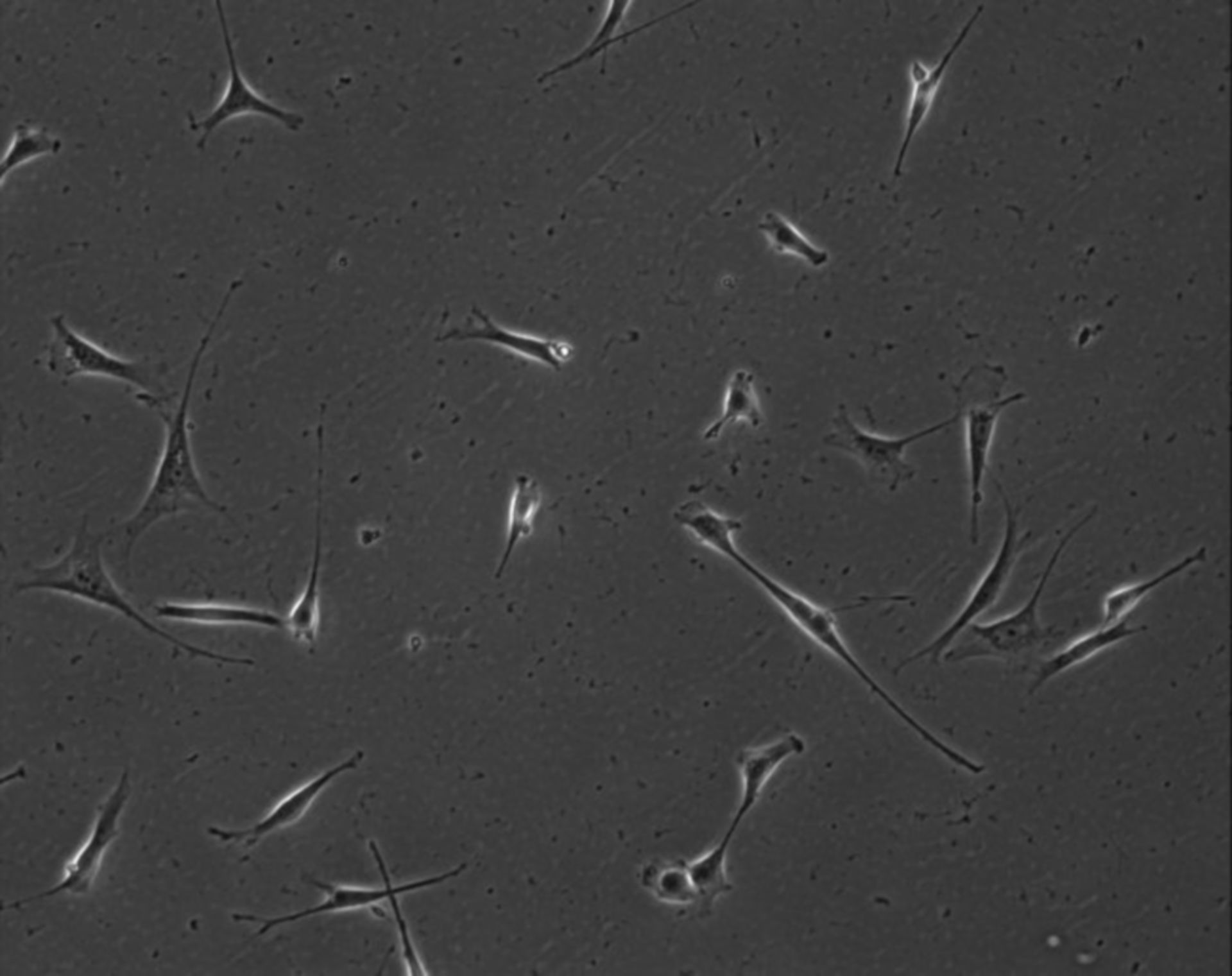 Mus musculus (Extracellular matrix part) - CIL:7858