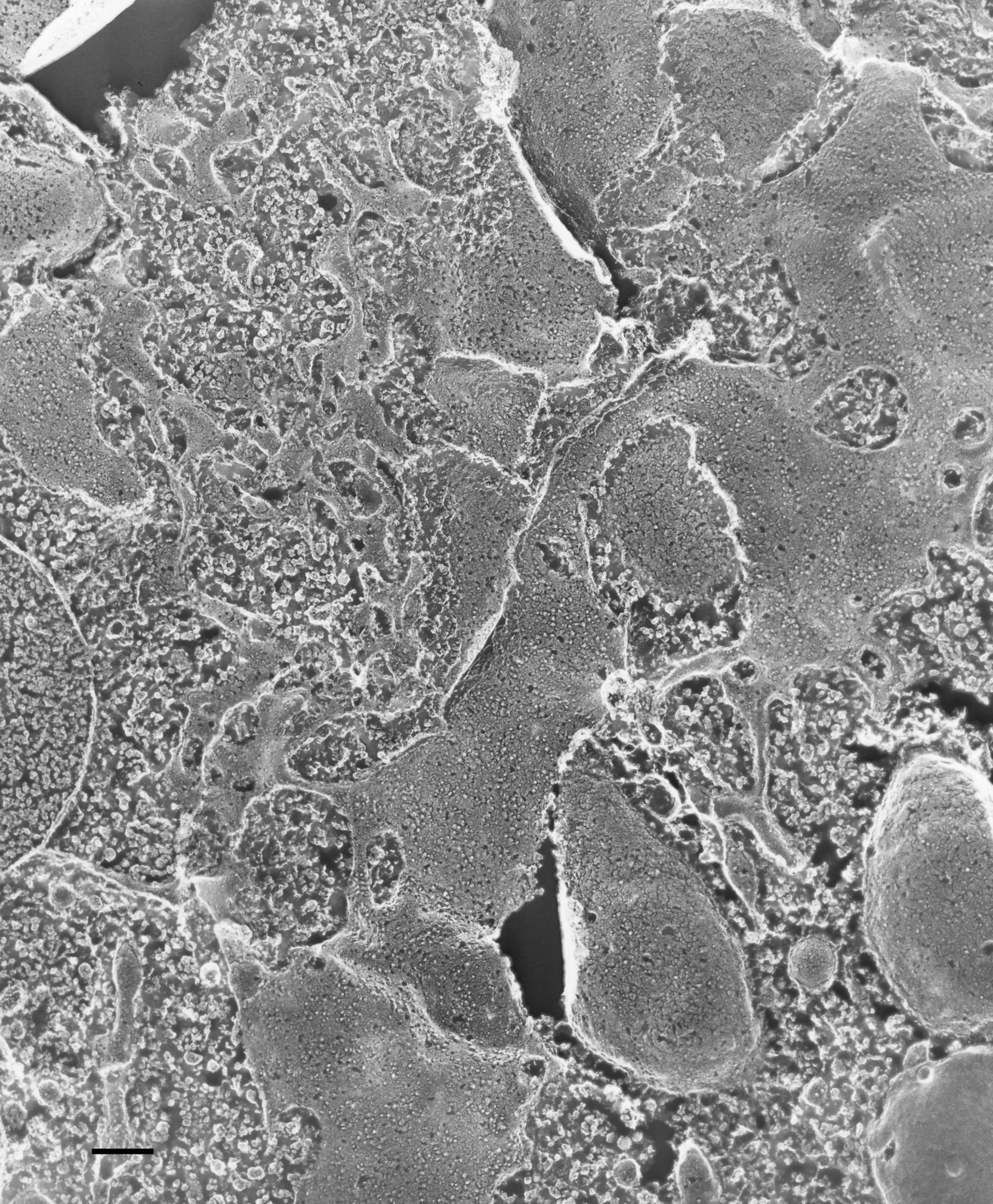 Paramecium multimicronucleatum (Mitochondria) - CIL:36627