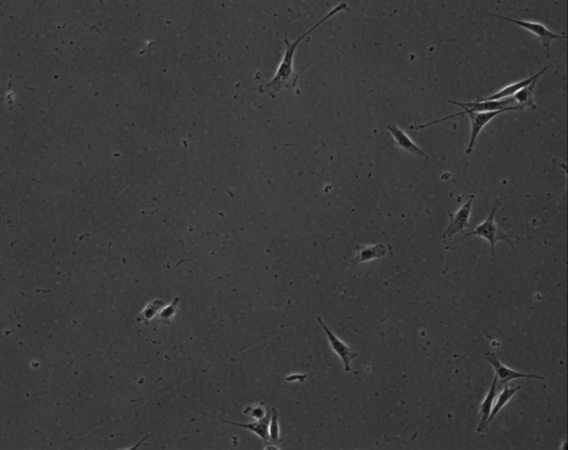 Mus musculus (Extracellular matrix part) - CIL:8839