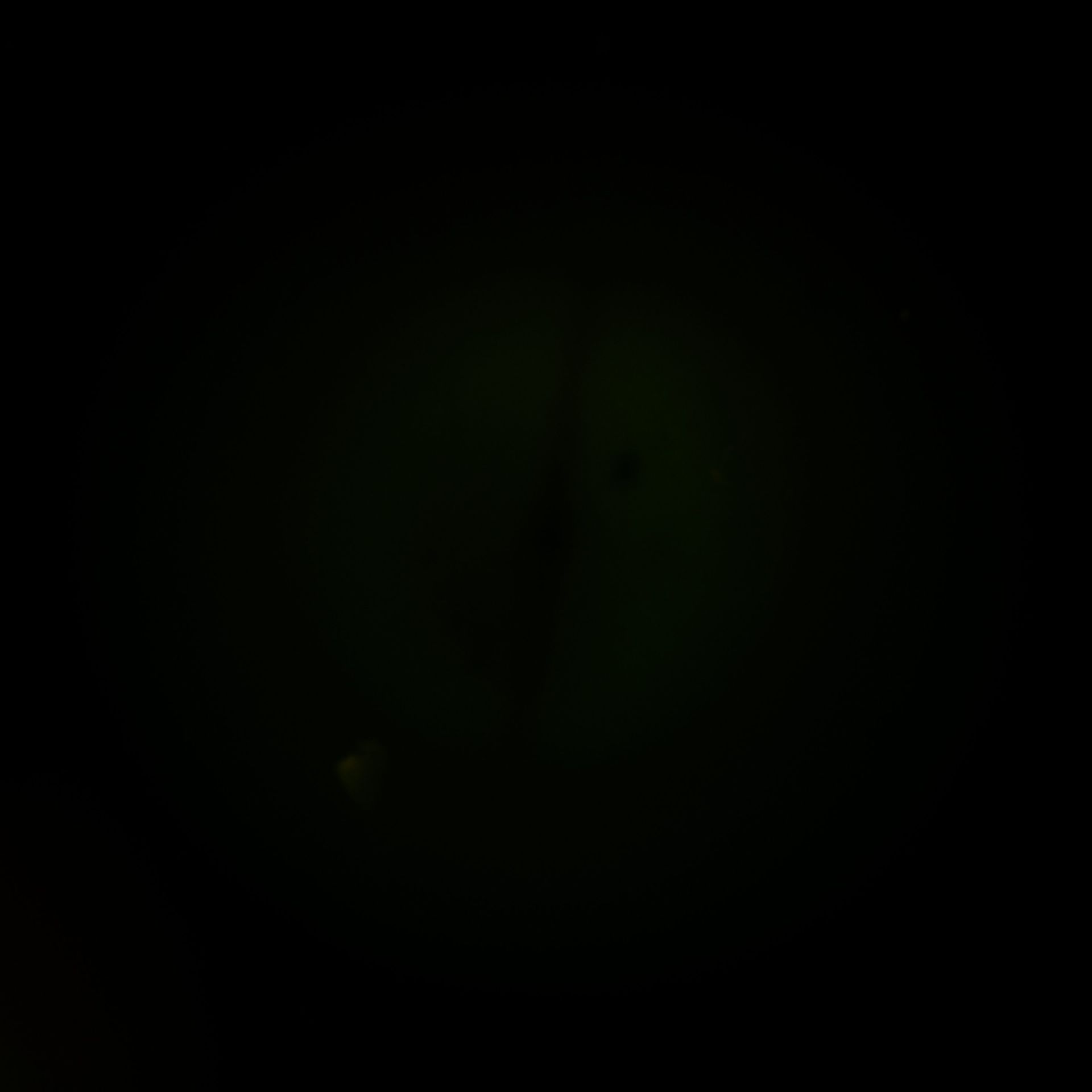 Xenopus laevis (DNA) - CIL:36579