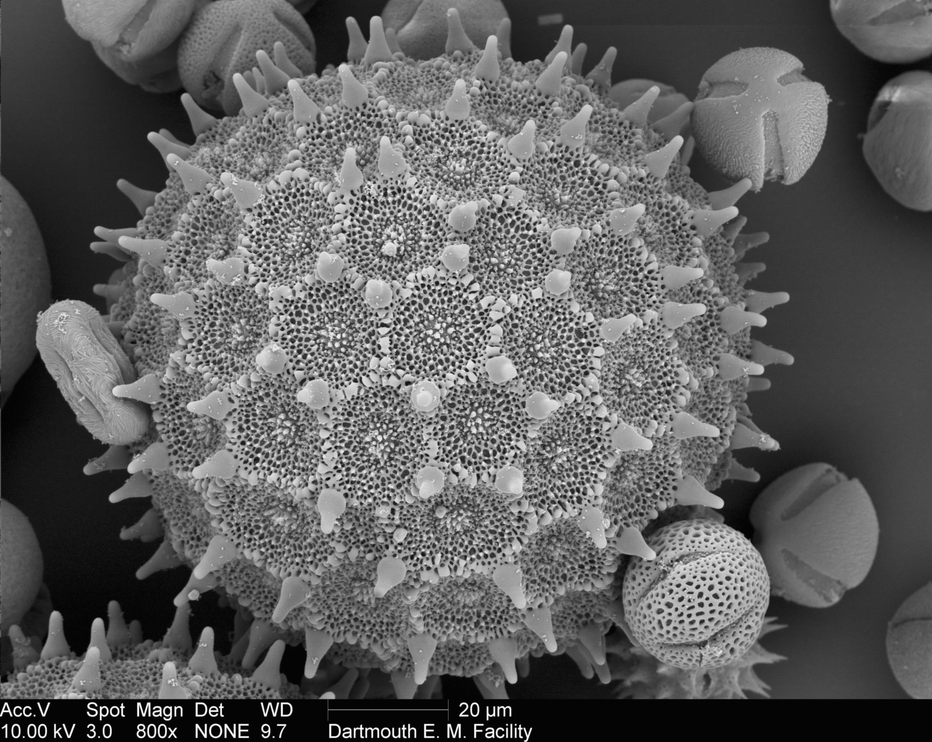 Ipomea purpurea (Pollen wall) - CIL:40280