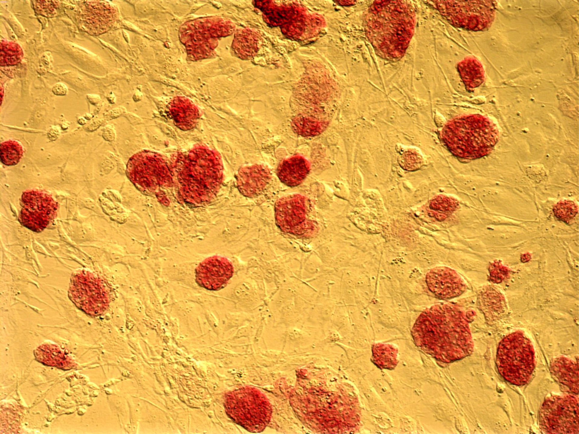 Homo sapiens (Embryonic stem cell) - CIL:12630