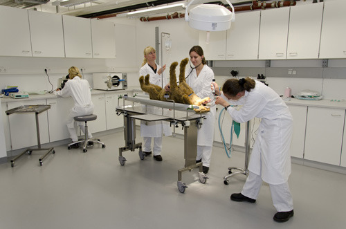 Das Skills Lab der Vetmeduni Vienna bietet Studierenden eine wirklichkeitsnahe Übungspraxis mit OP und Labor. © Michael Bernkopf/Vetmedui Vienna