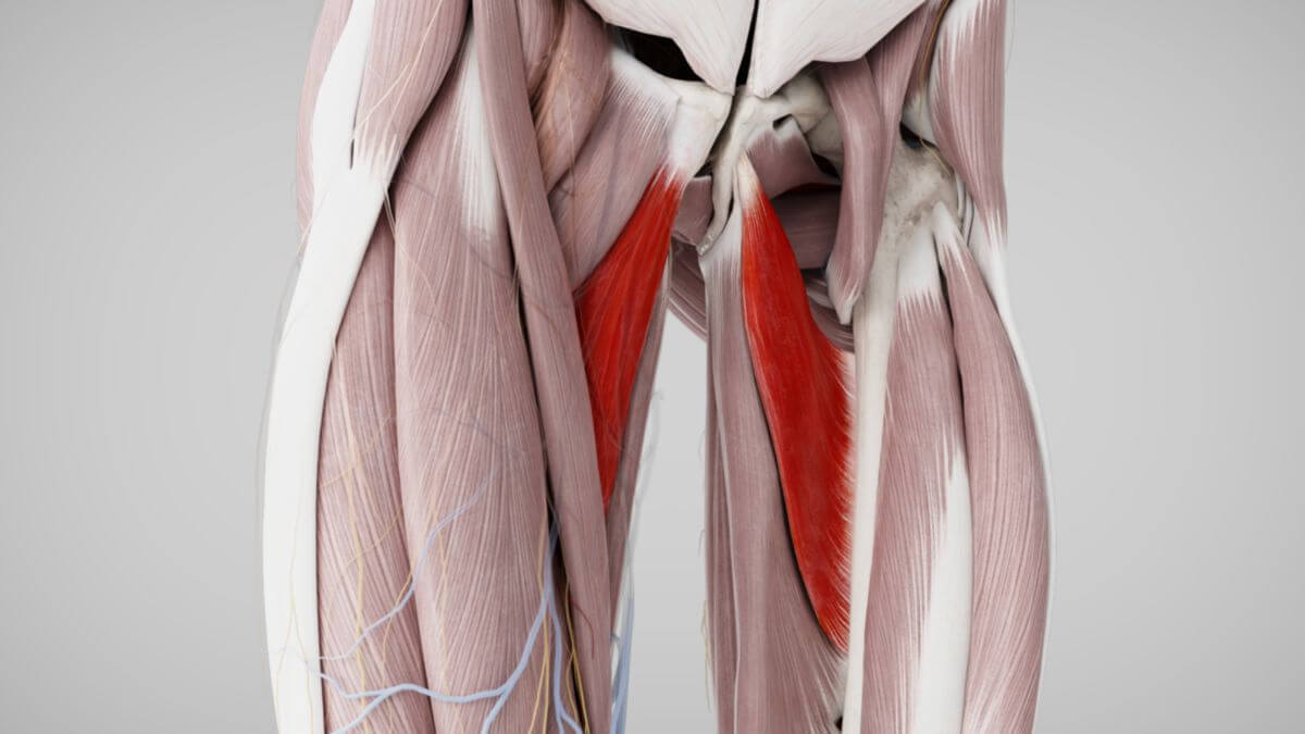 Musculus adductor brevis