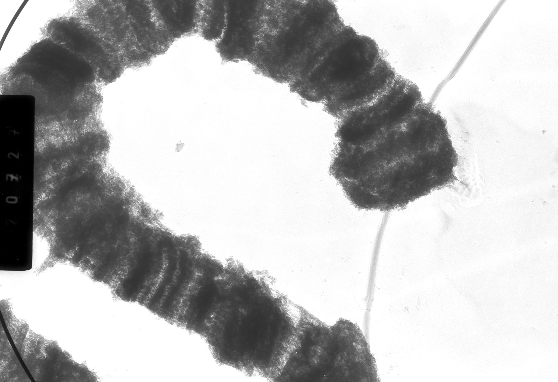 Drosophila melanogaster (Polytene chromosome) - CIL:25504