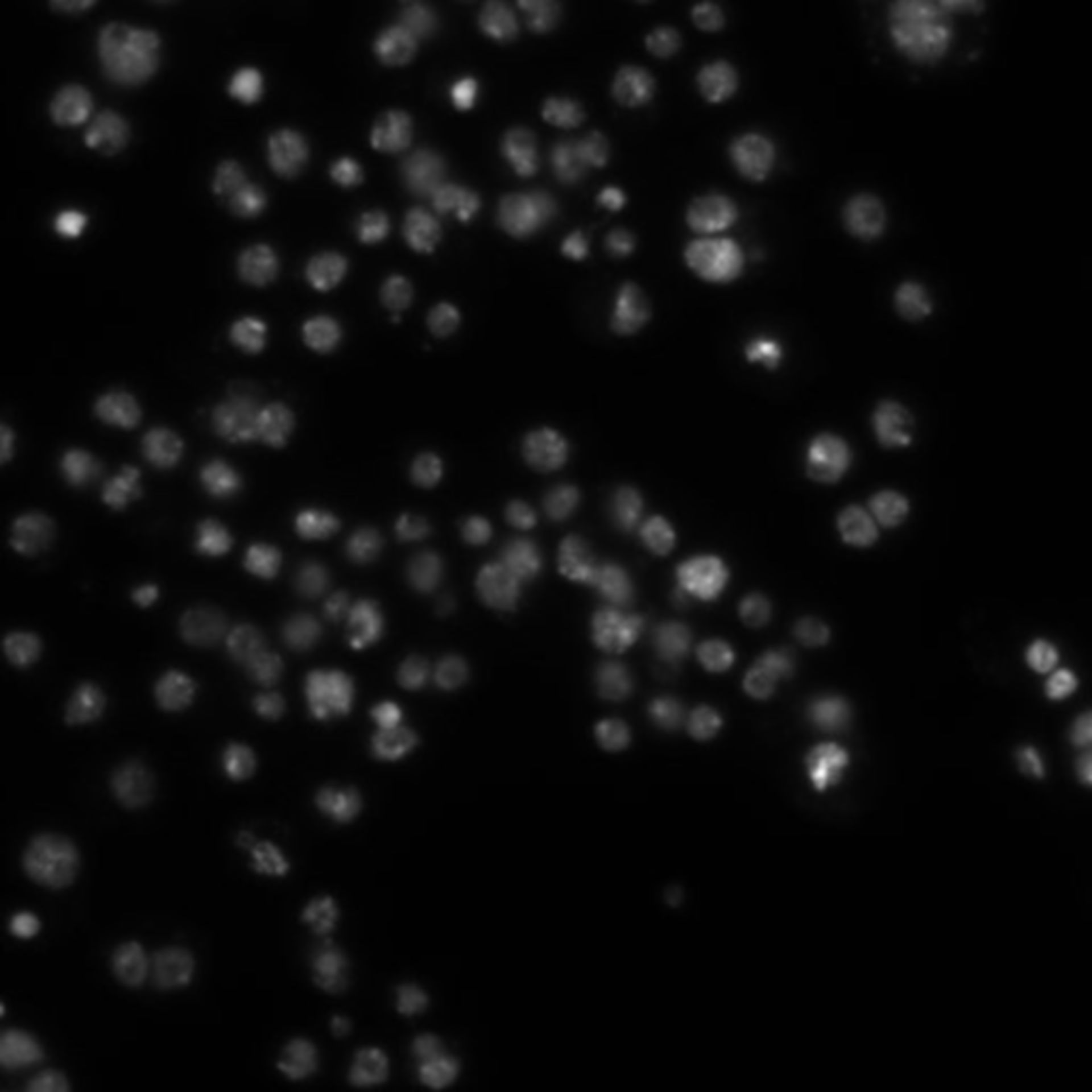 Drosophila melanogaster (DNA) - CIL:21776