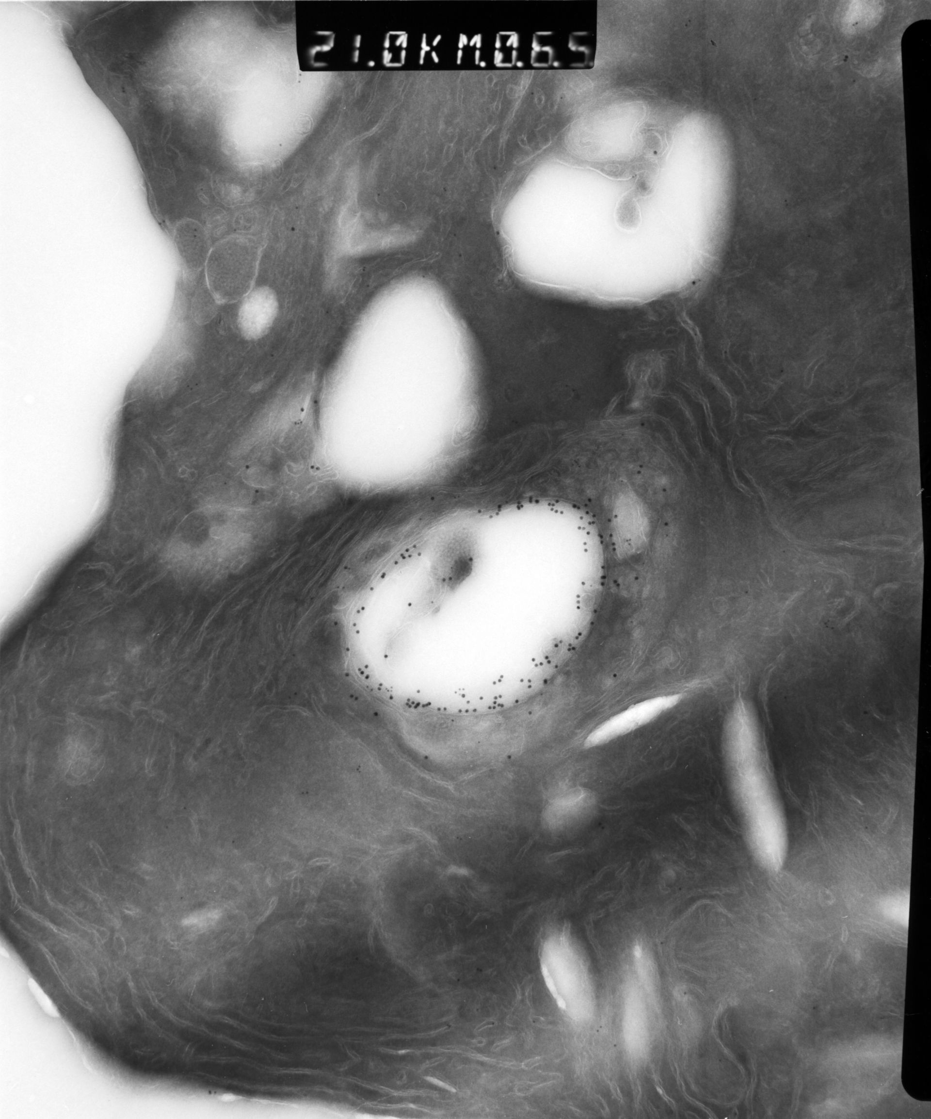 Rattus rattus (Mitochondrion) - CIL:12940