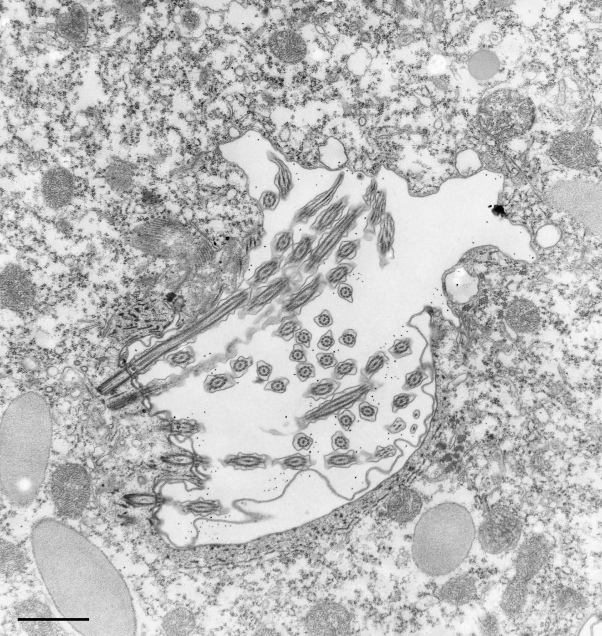 Paramecium caudatum (Oral apparatus) - CIL:36776