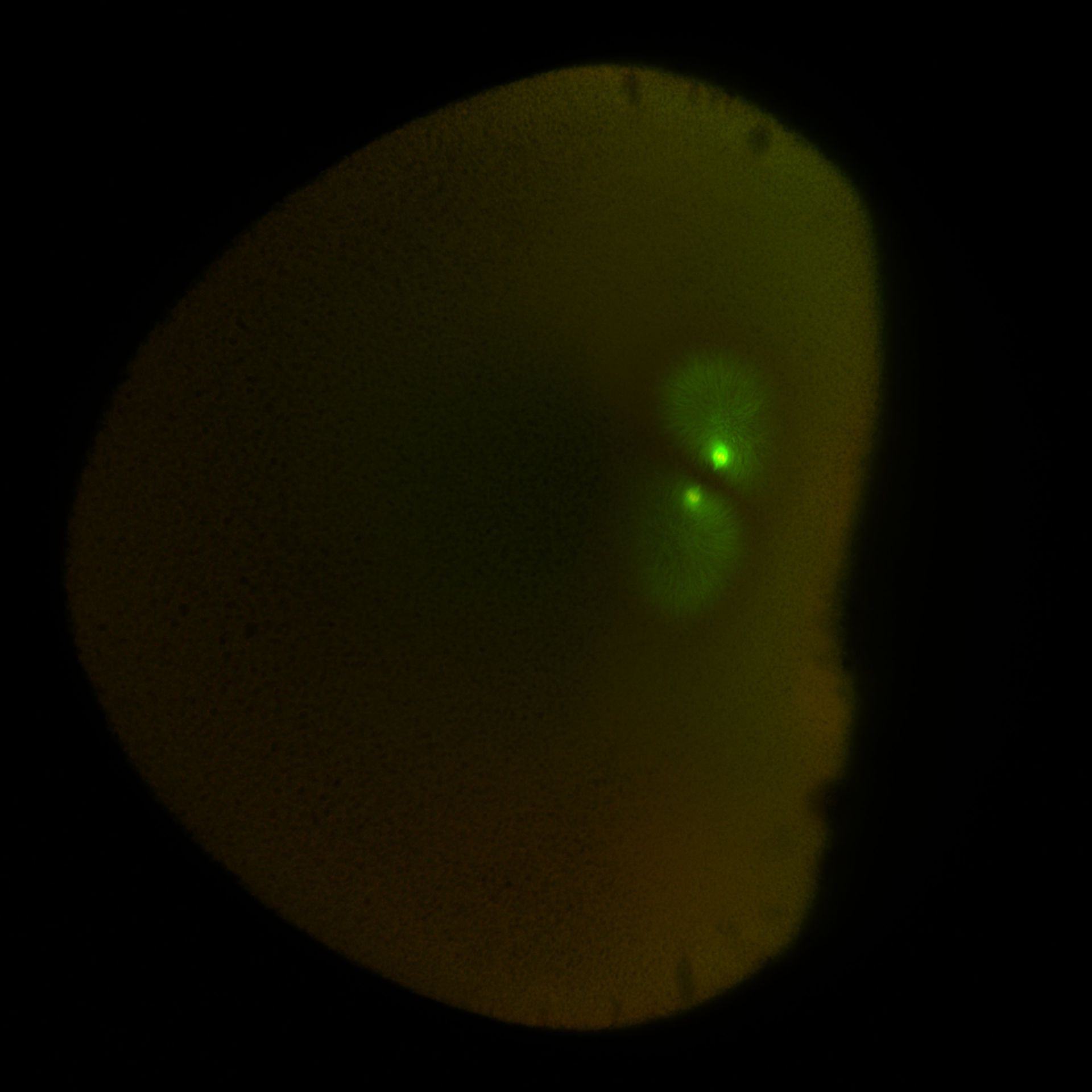 Xenopus laevis (DNA) - CIL:36574