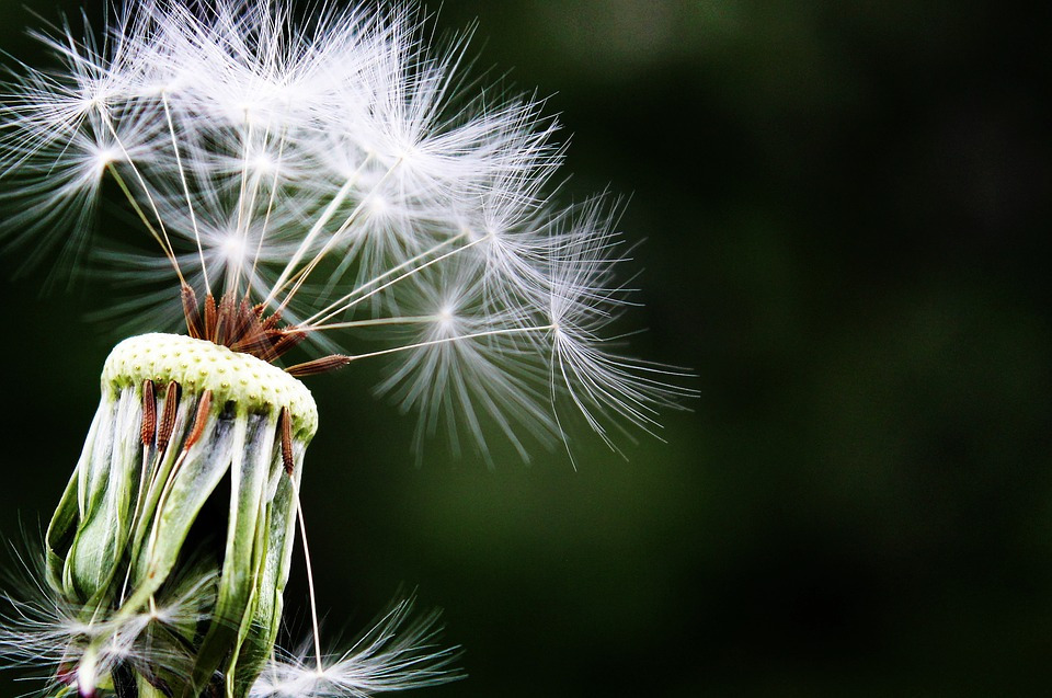 dandelion-1452219_960_720_original.jpg