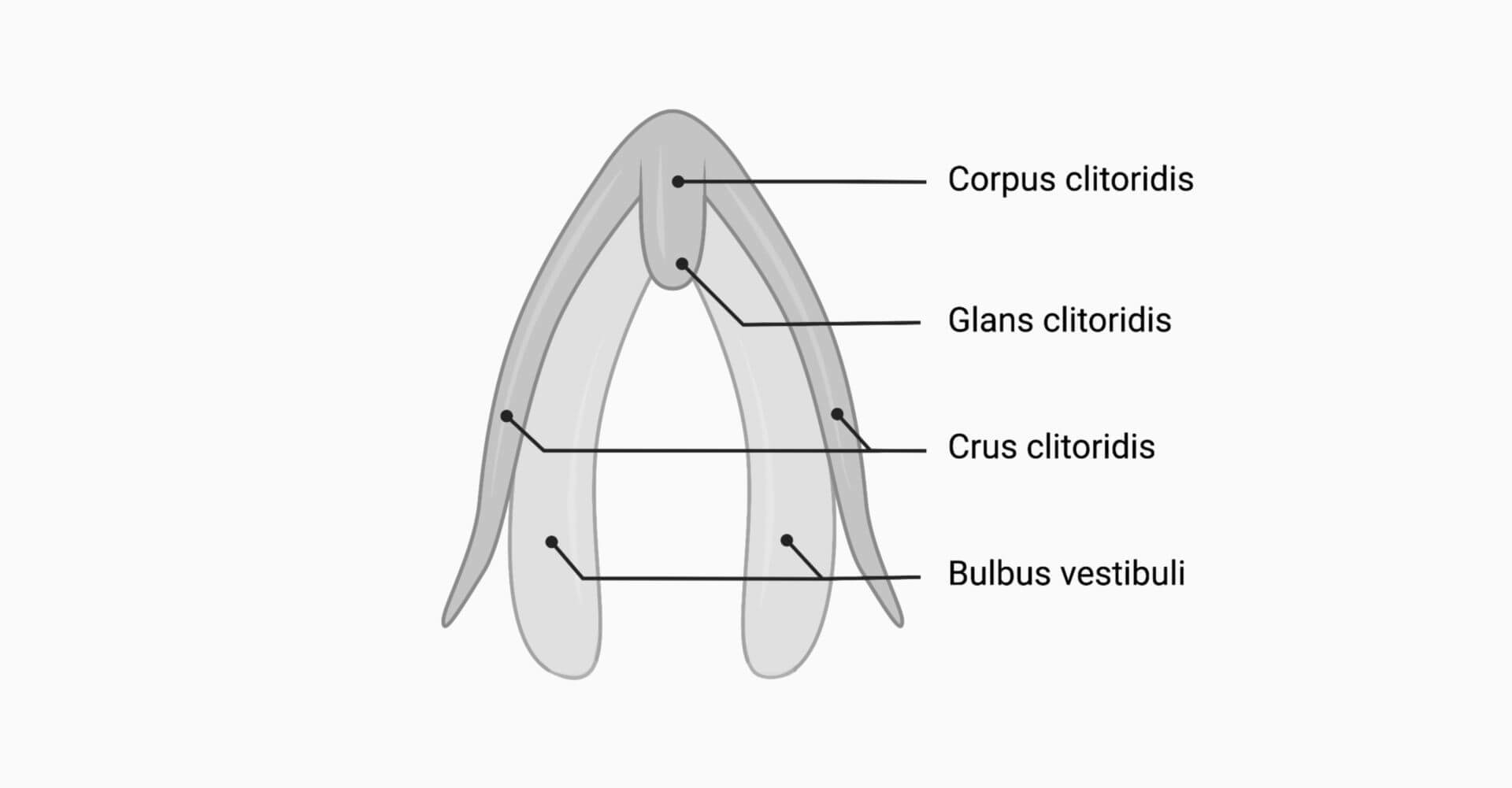 Aufbau der Klitoris