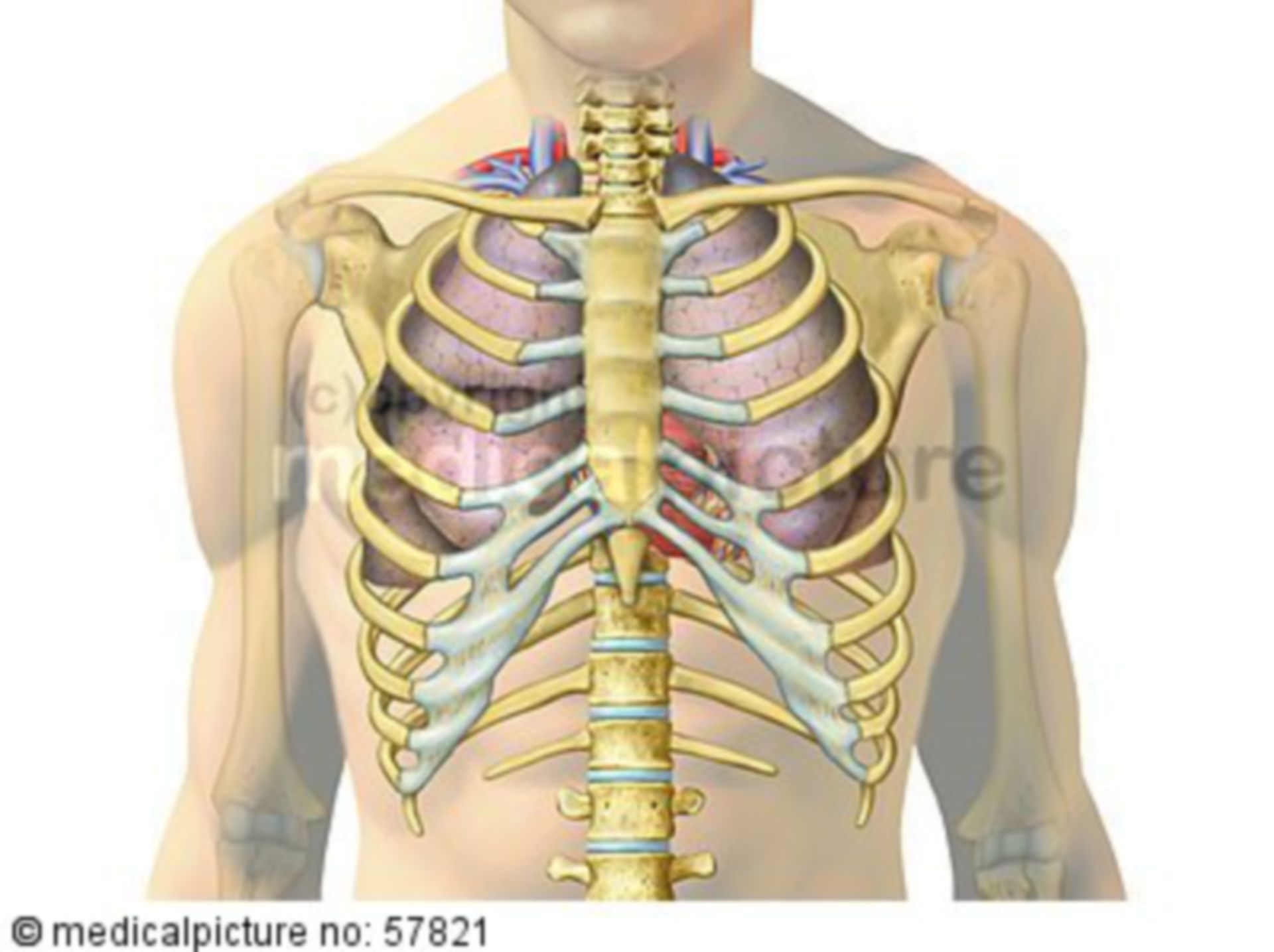  Anatomische Illustrationen - Lunge und Herz mit Gefäßen in Brustkorb 
