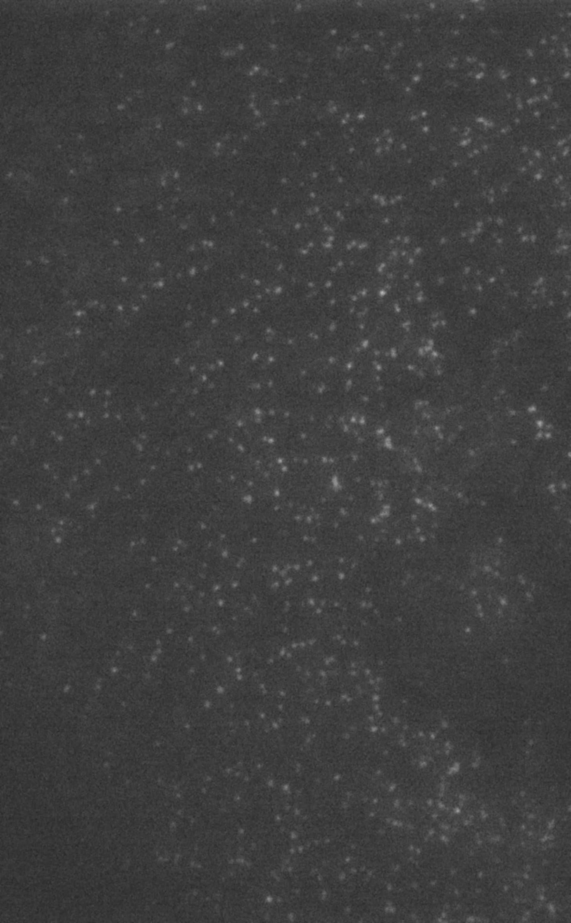 Homo sapiens (Clathrin light chain a) - CIL:10136