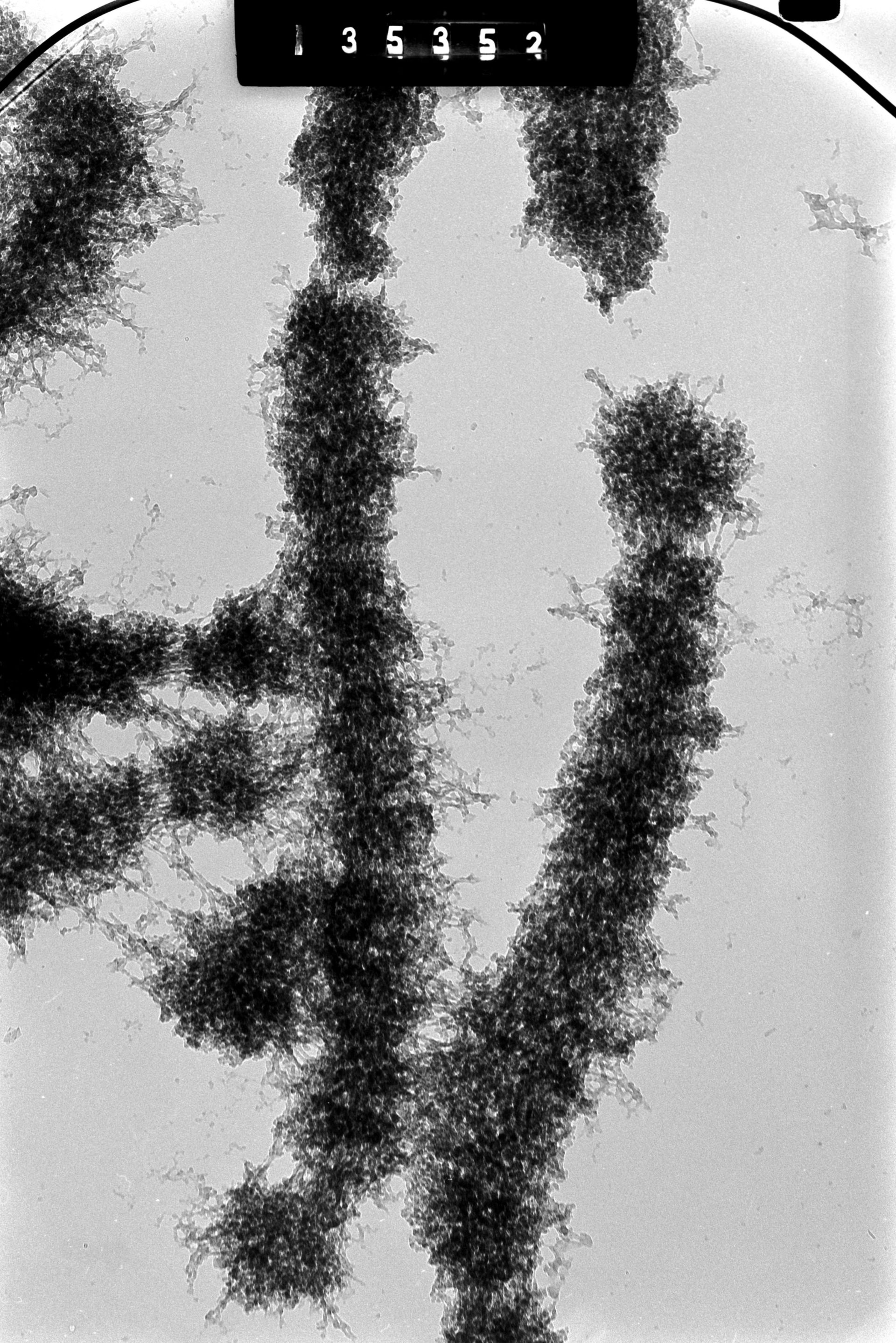 Cricetulus griseus (Nuclear chromosome) - CIL:41606