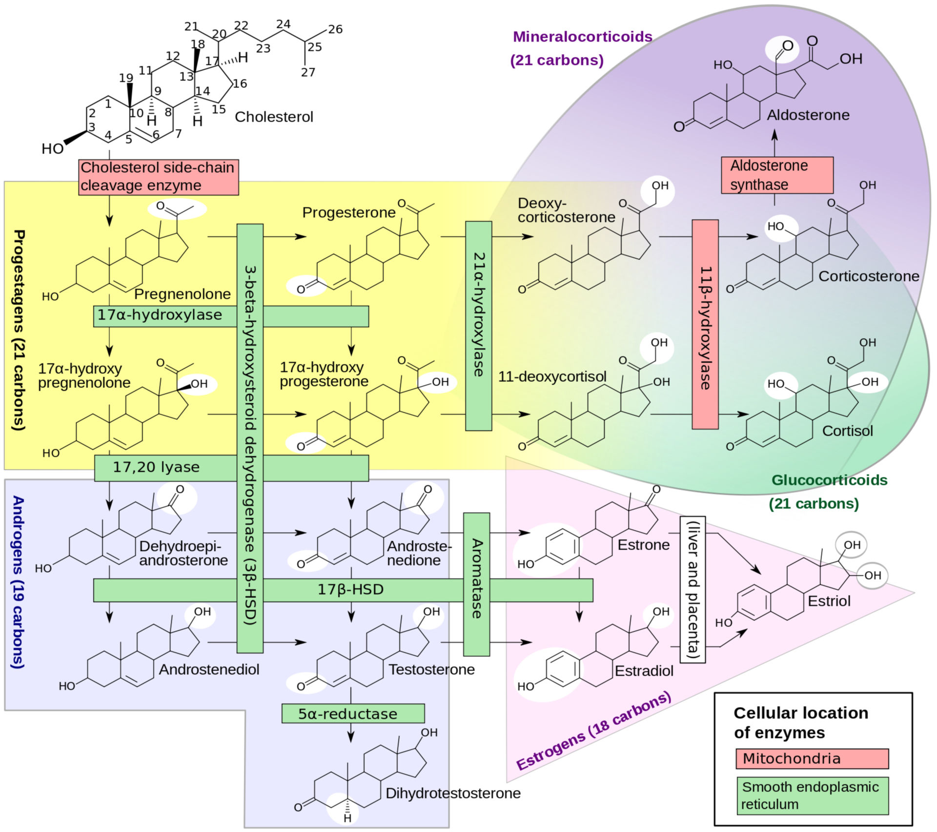 Biosynthesis of steroid hormones