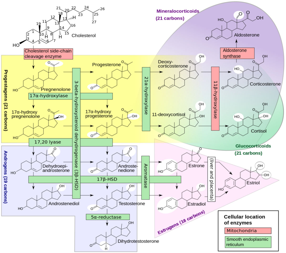 Biosynthese der Steroidhormone