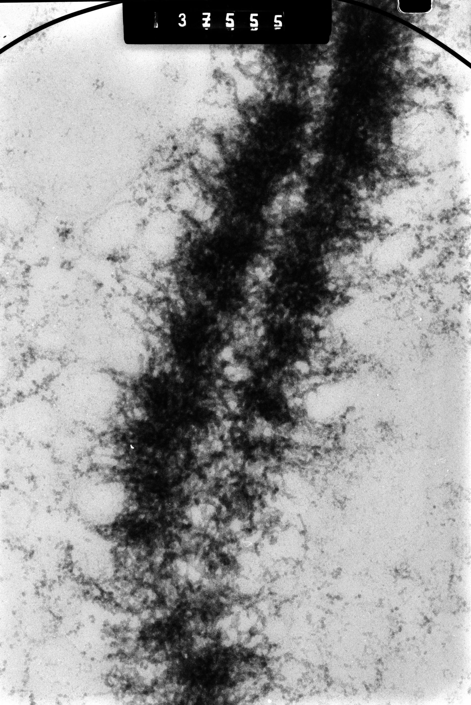 Cricetulus griseus (Nuclear chromosome) - CIL:41614