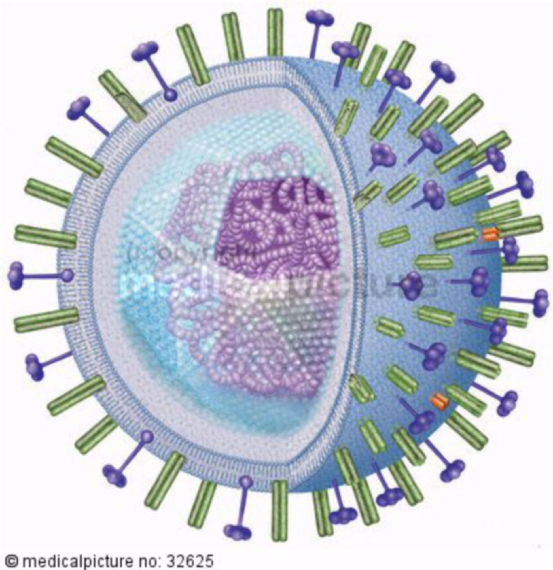  Grippevirus, cold virus 
