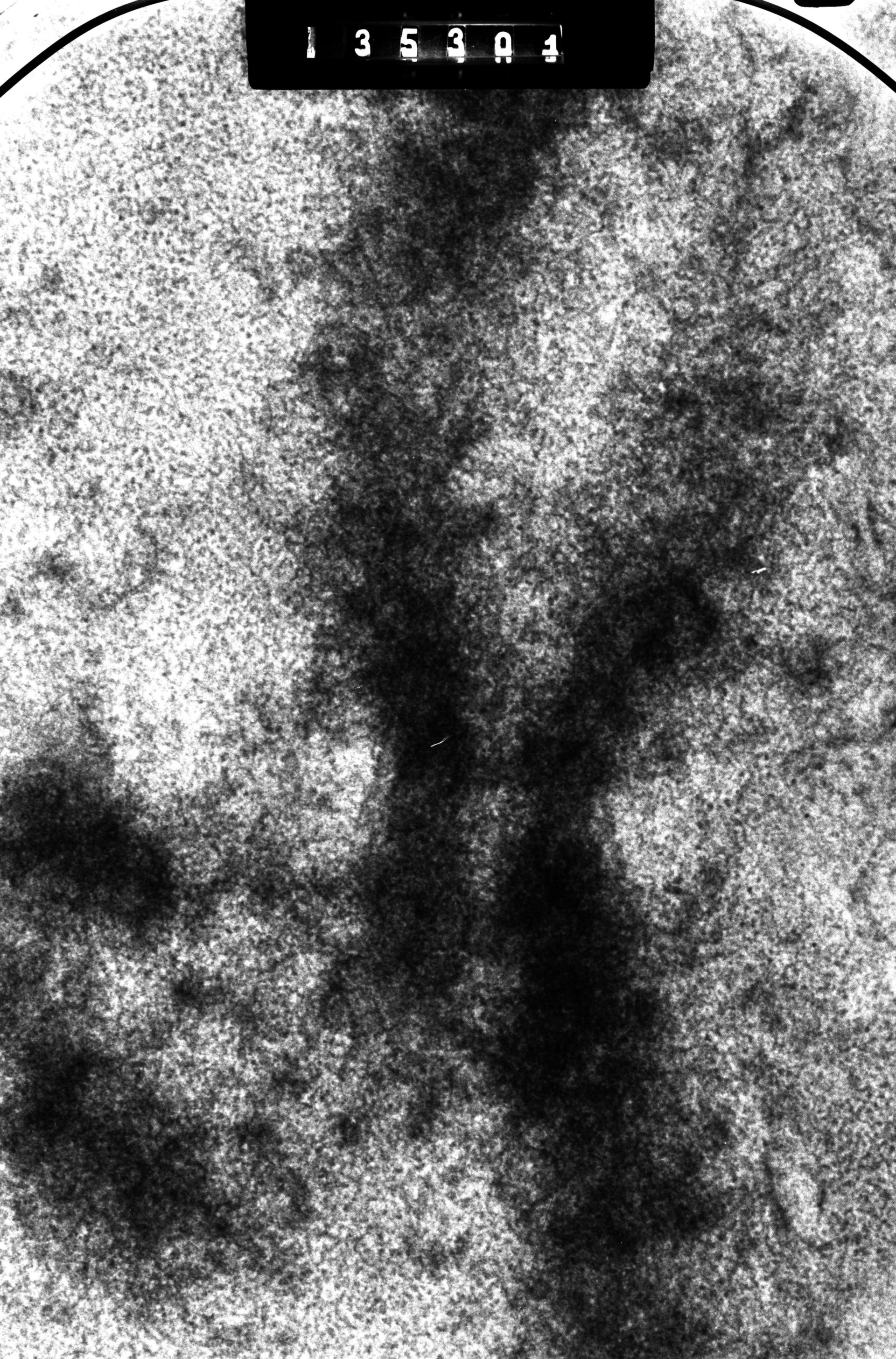 Cricetulus griseus (Kinetochore) - CIL:41571