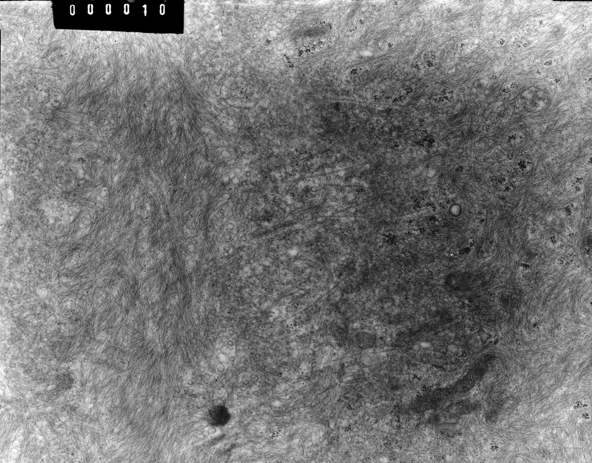 Rana catesbeiana (Plasma membrane) - CIL:10057