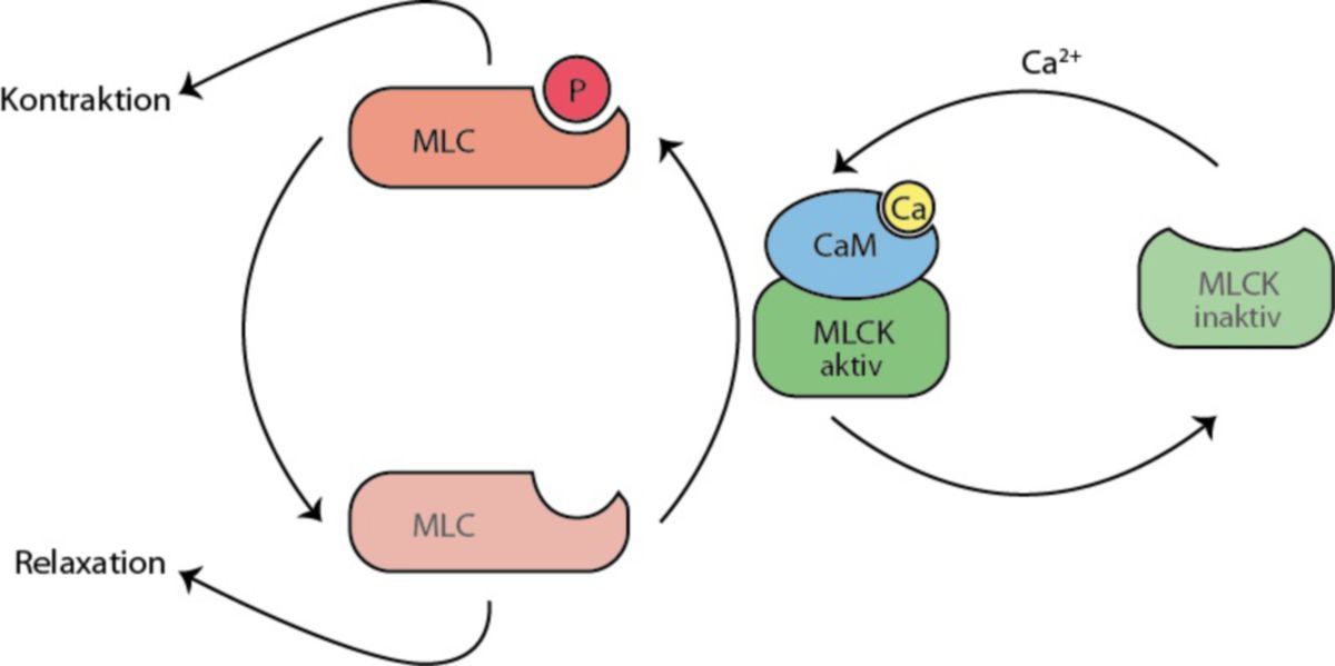 Glatte Muskulatur (MLC, MLCK) - DocCheck