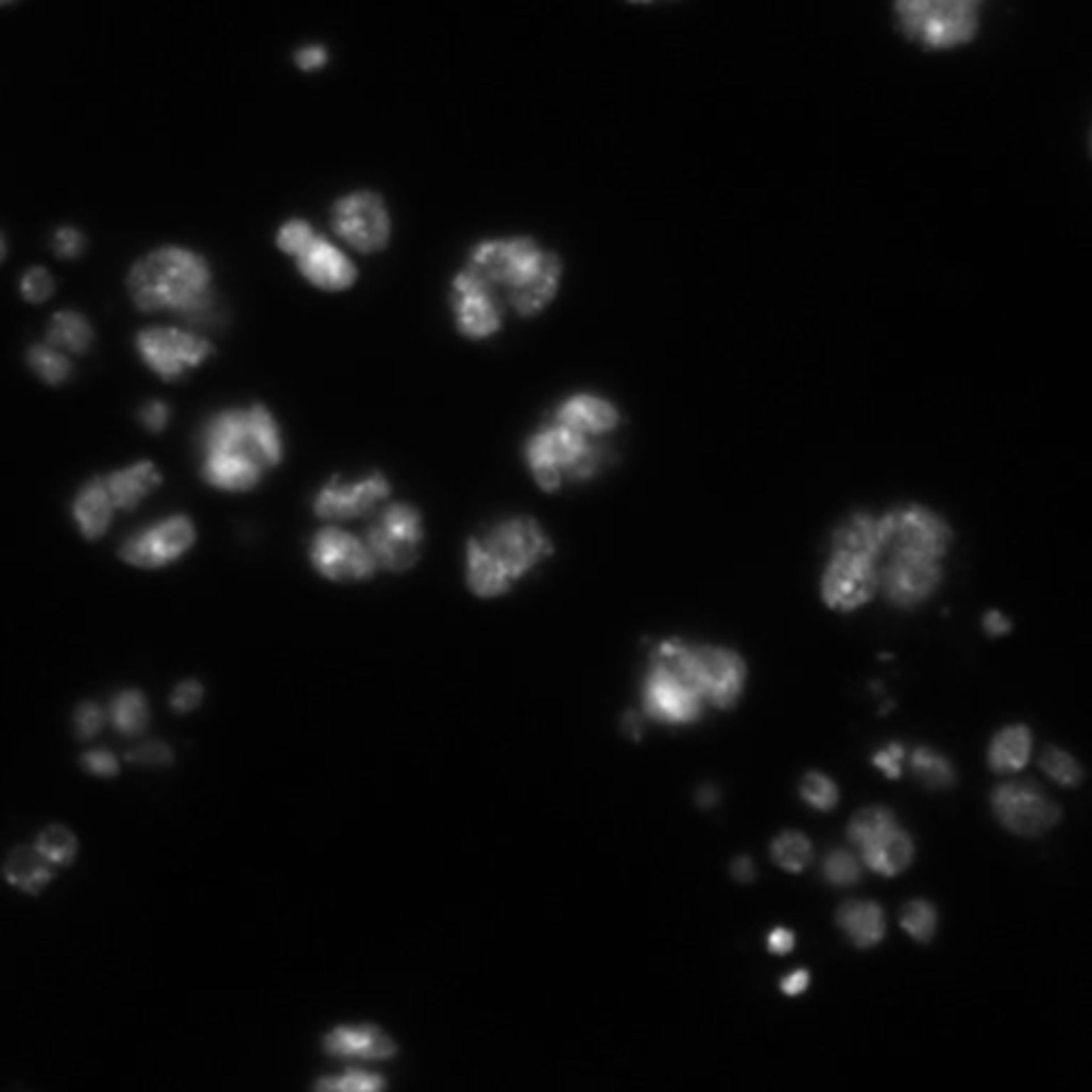 Drosophila melanogaster (DNA) - CIL:21762