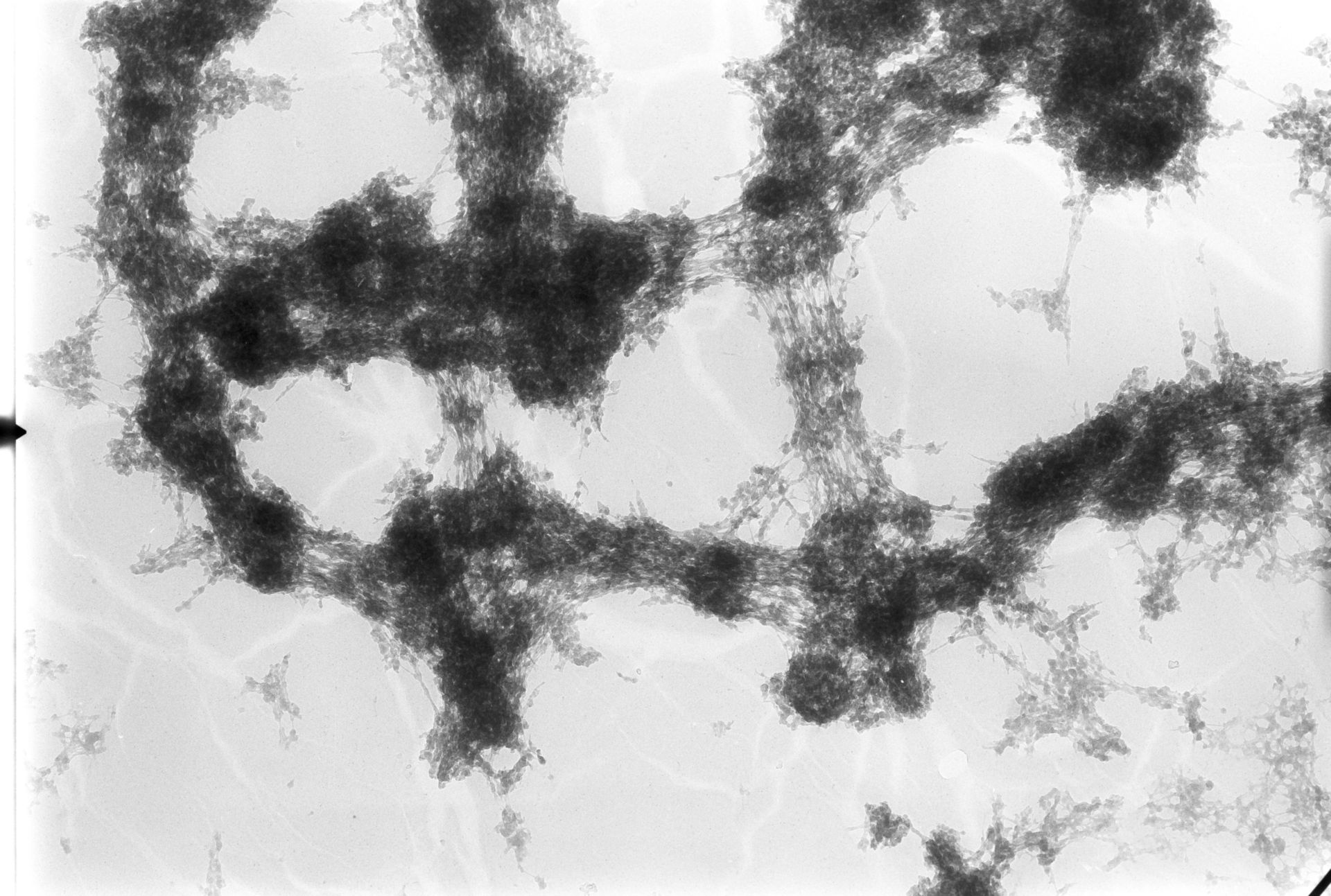 Drosophila melanogaster (Polytene chromosome) - CIL:25403