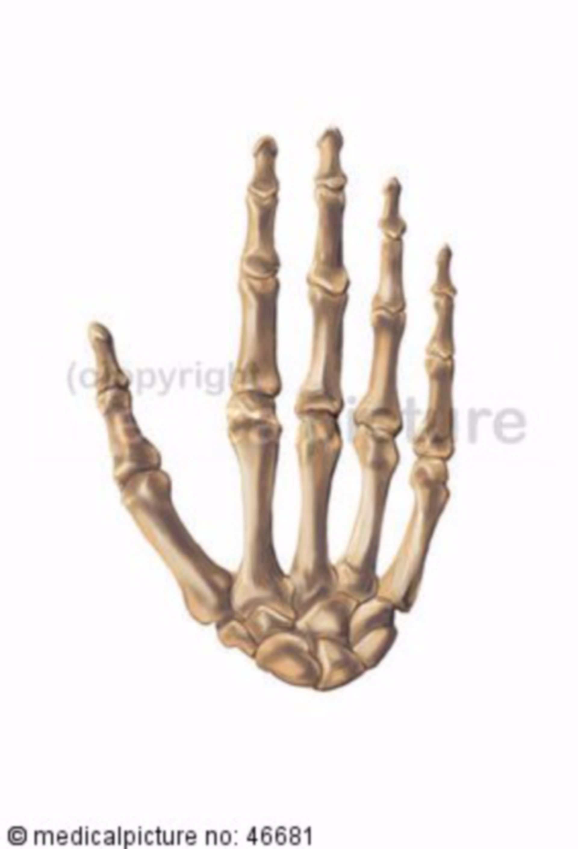 Hand skeleton
