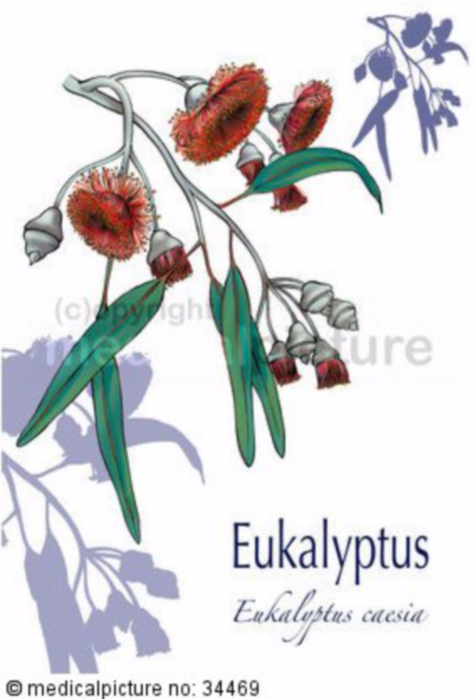  Eukalyptus, Eucalyptus caesia 
