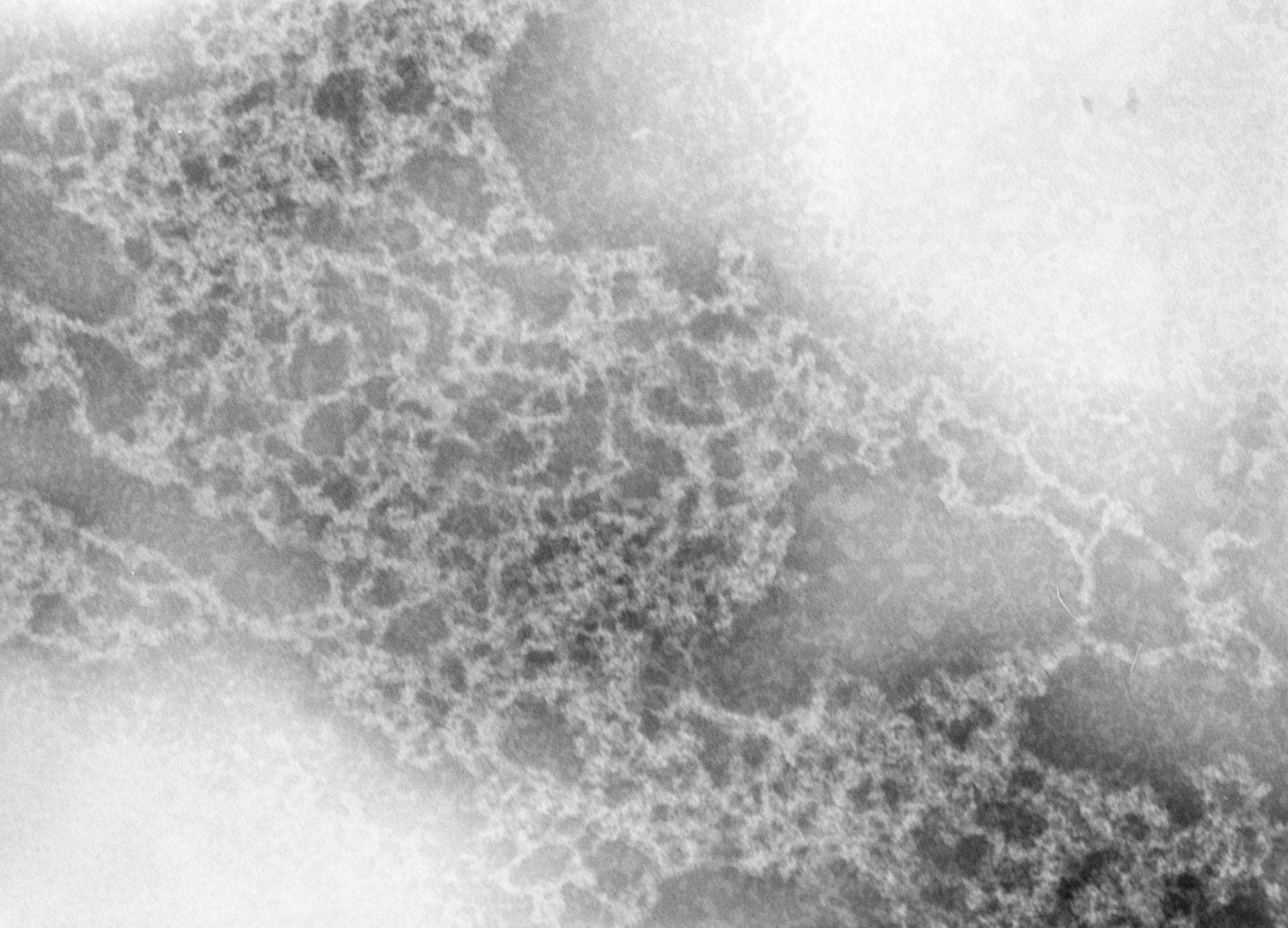 Notopthalmus viridescens (Nuclear chromatin) - CIL:9533
