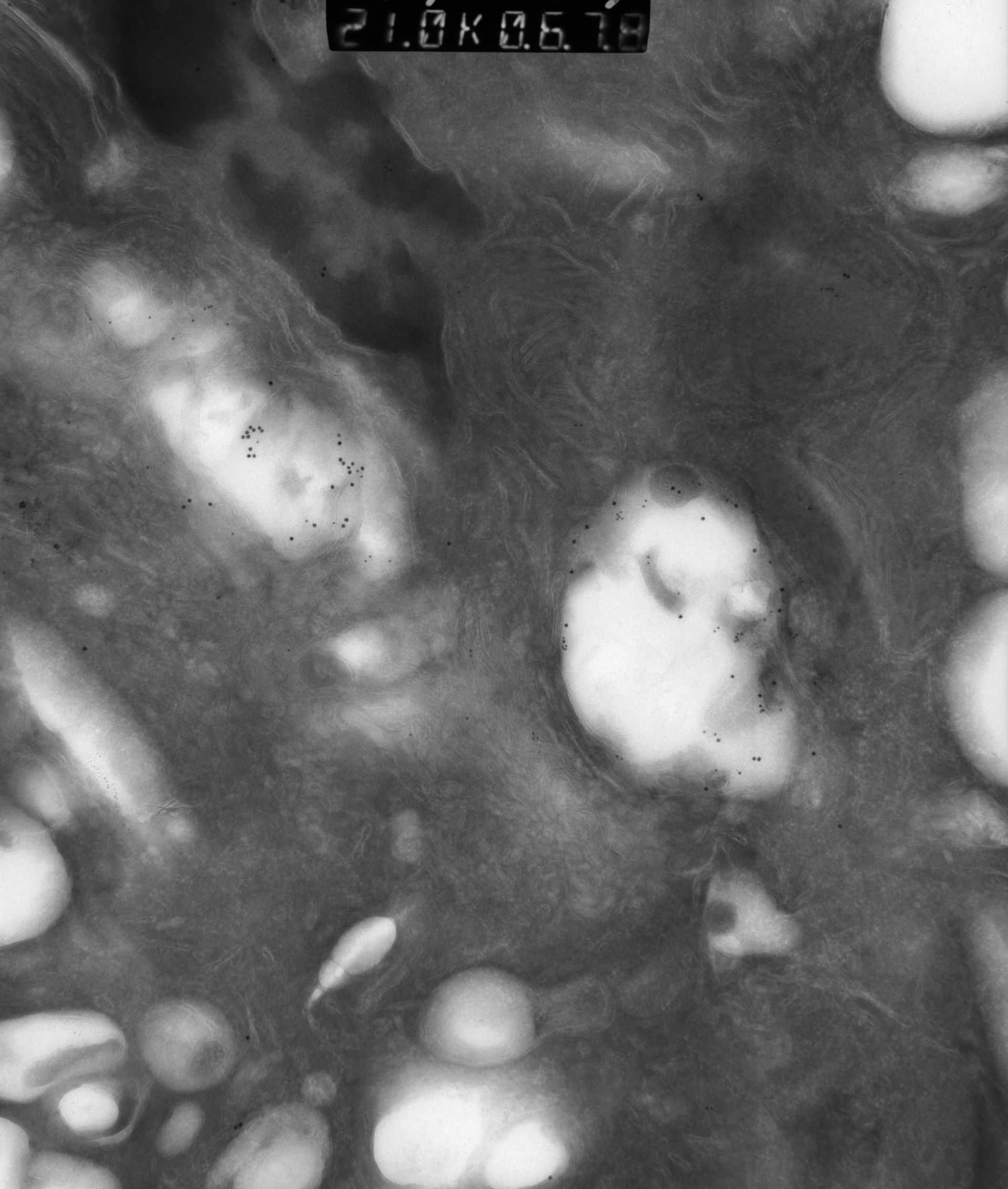 Rattus rattus (Mitochondrion) - CIL:12950