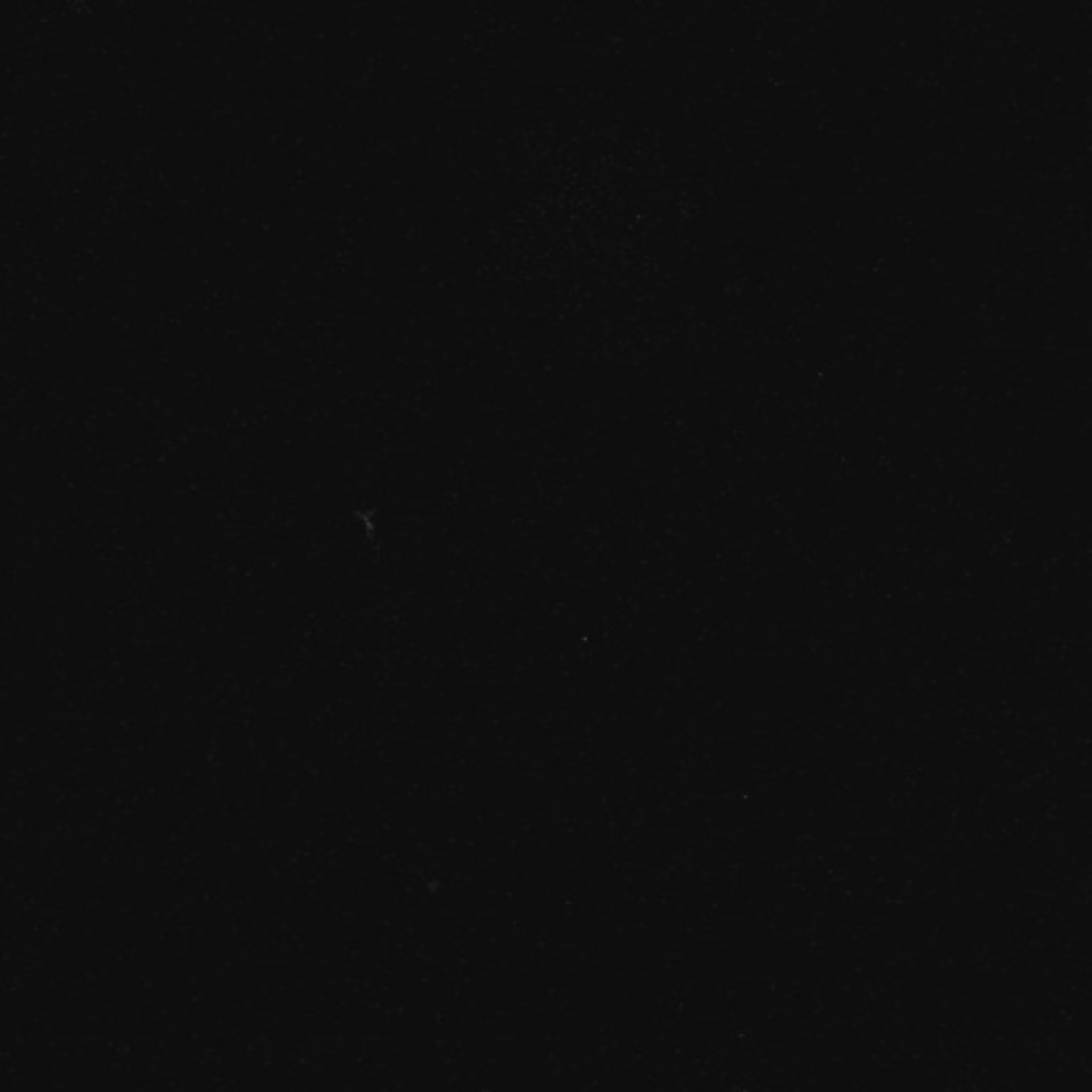 Xenopus laevis (Axon) - CIL:36943