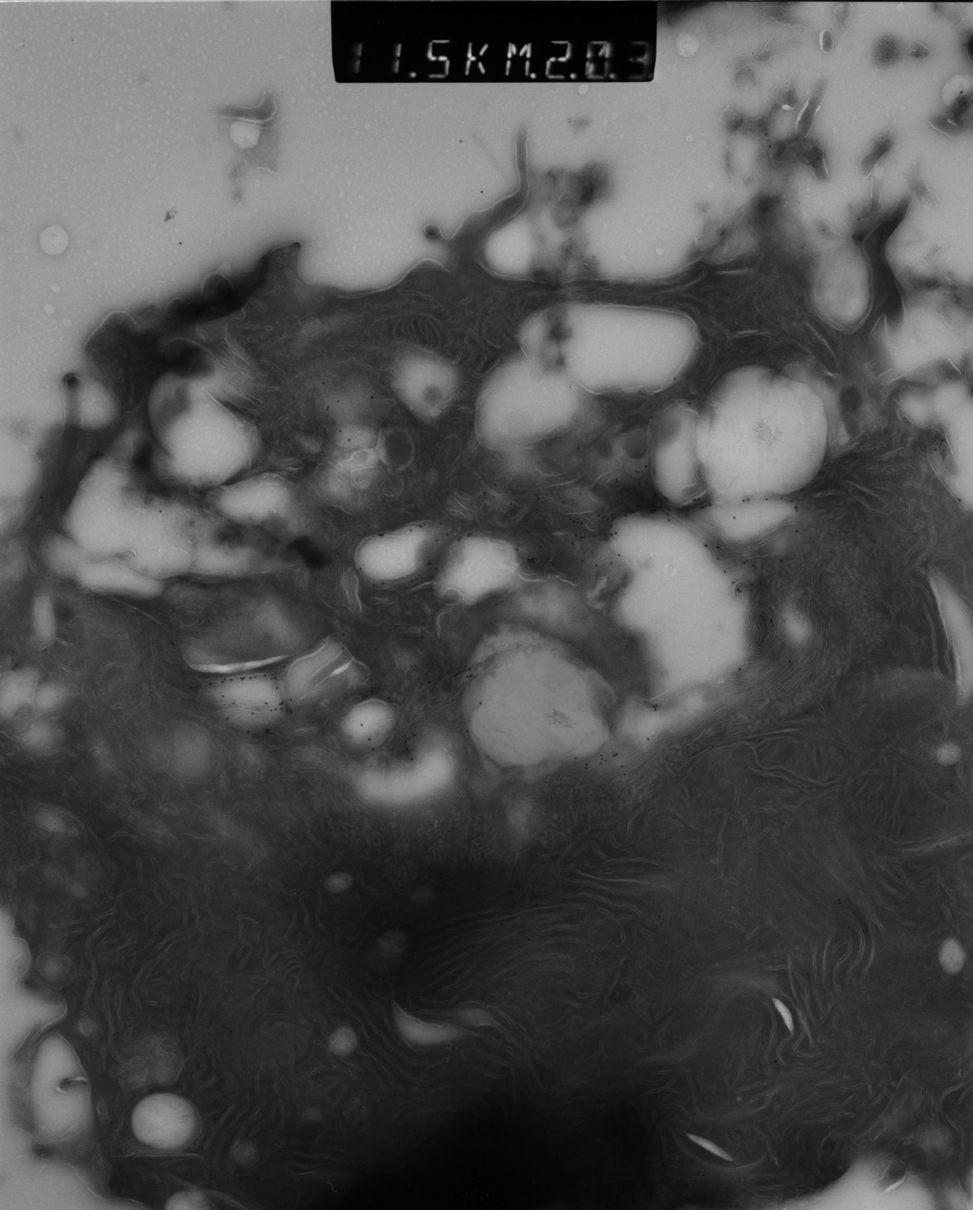 Rattus rattus (Mitochondrion) - CIL:38665