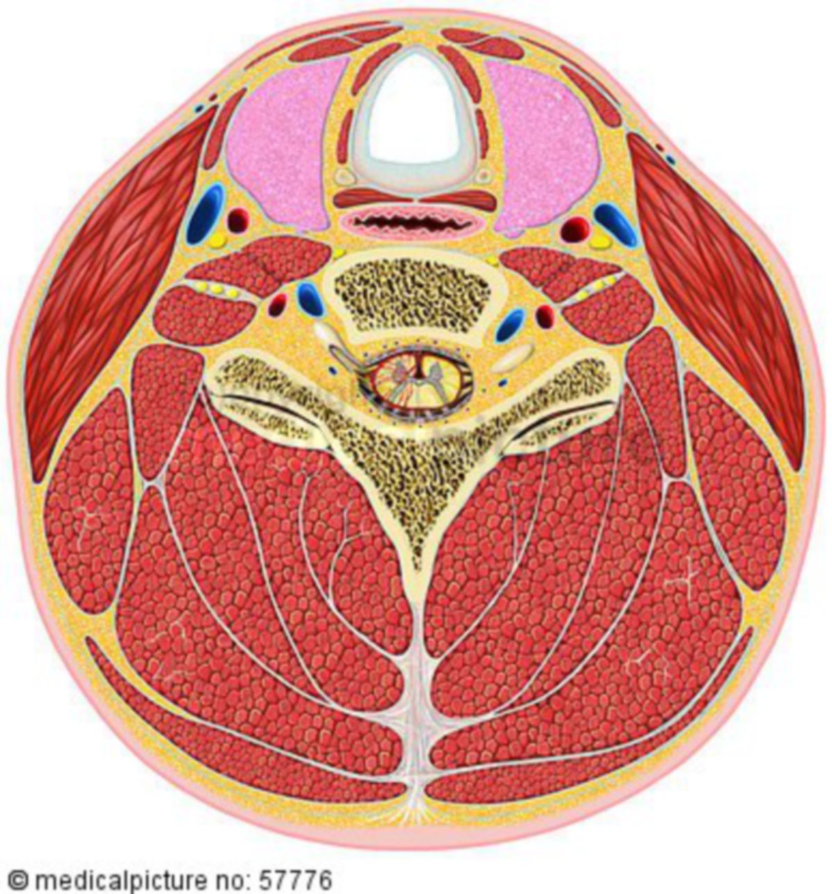 Anatomische Illustrationen - Querschnitt durch den Hals