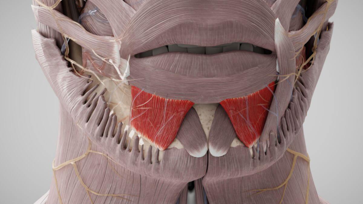Musculus depressor labii inferioris