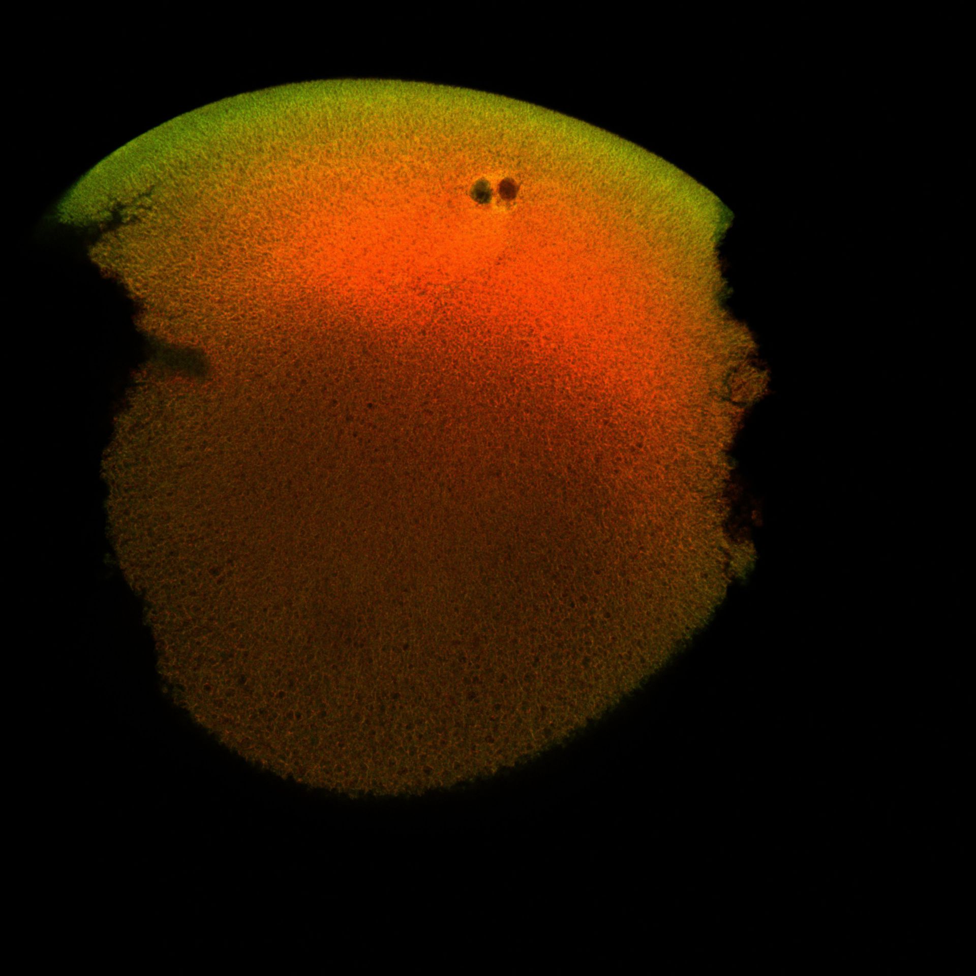 Xenopus laevis (DNA) - CIL:36512