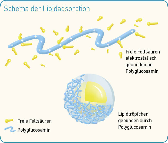 grafik_doccheck_schema_der_lipidadsorption_original.jpg